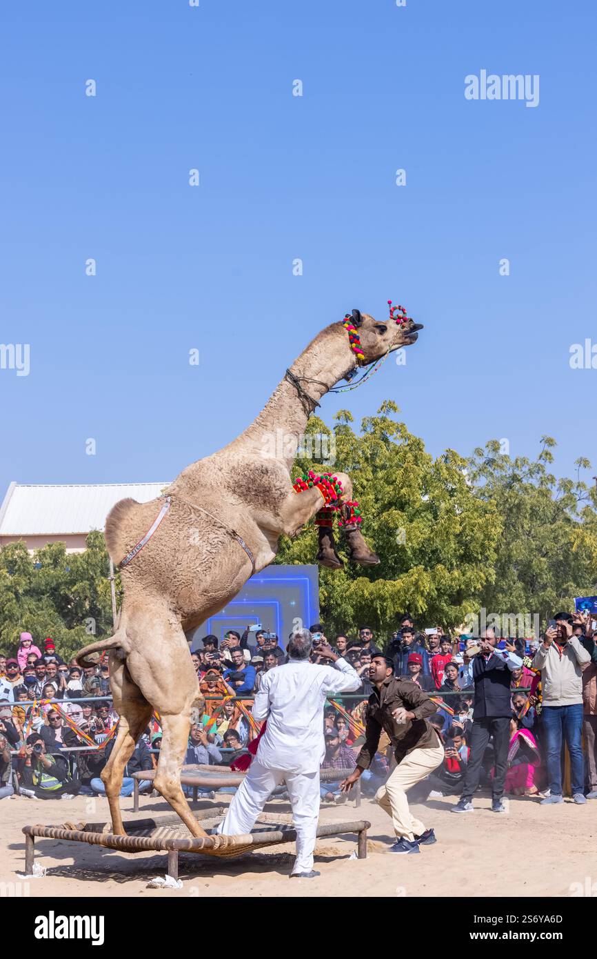 Bikaner, Rajasthan - Januar 2023: Kamelfestival Bikaner, dekorierter Kameltanz auf den Sanddünen Wüstengelände von bikaner während des Kamelfestes. Stockfoto