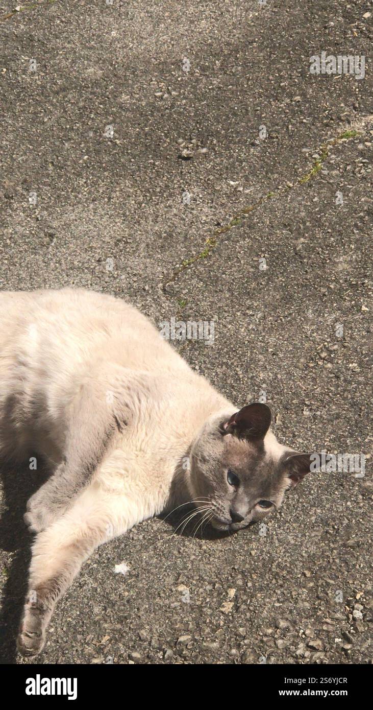 Rauchige Katze auf grauem Asphalt Stockfoto