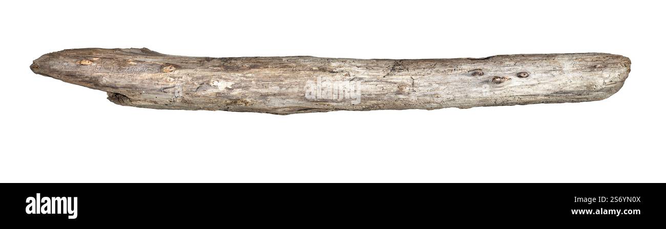 Alte trockene Baumzweige isoliert auf weißem Ausschnitt Stockfoto