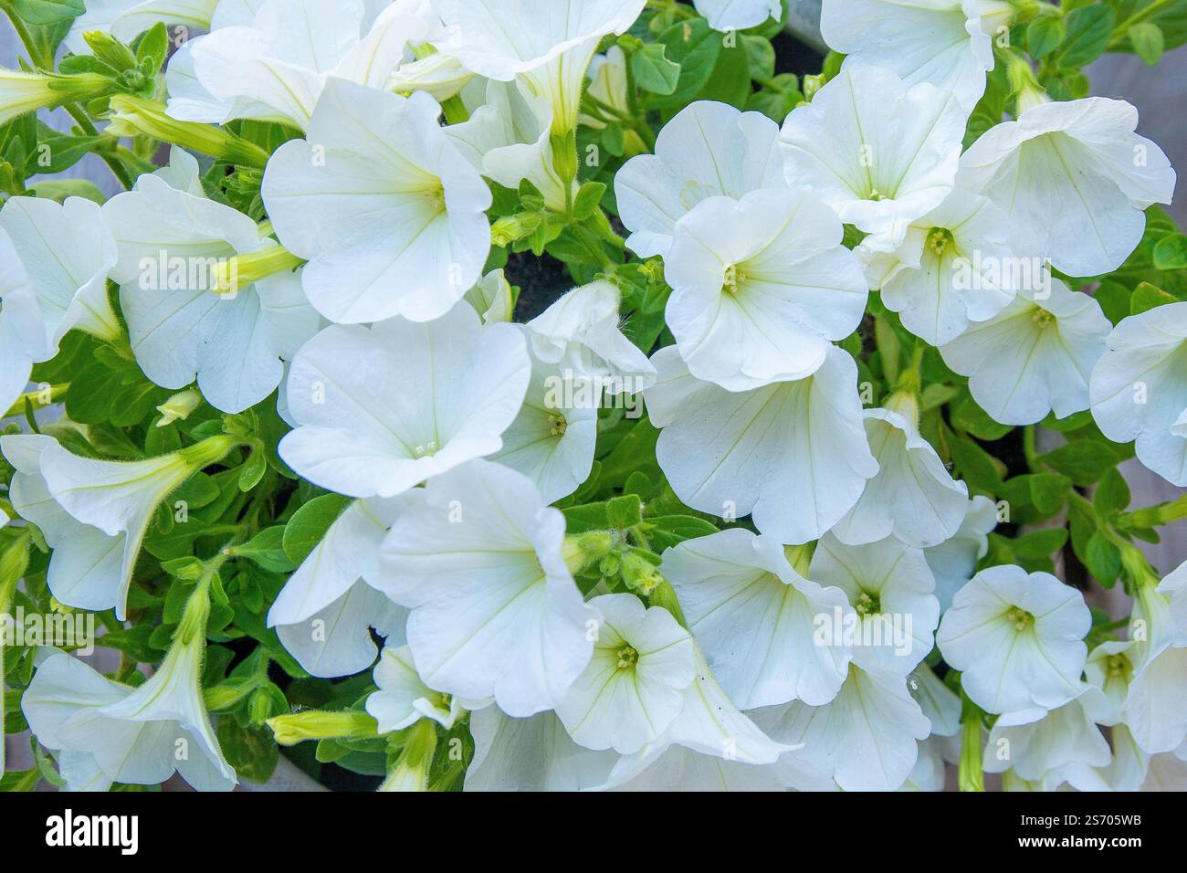 Weiße Petunie. Surfinia-Blütenknospen. Sommerblütenpflanze Hintergrund Stockfoto