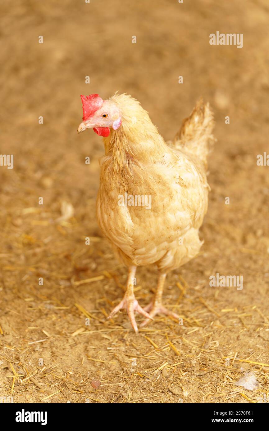 Das Huhn bewegt sich anmutig über ein trockenes Feld, seine Federn schimmern im Sonnenlicht. Stockfoto