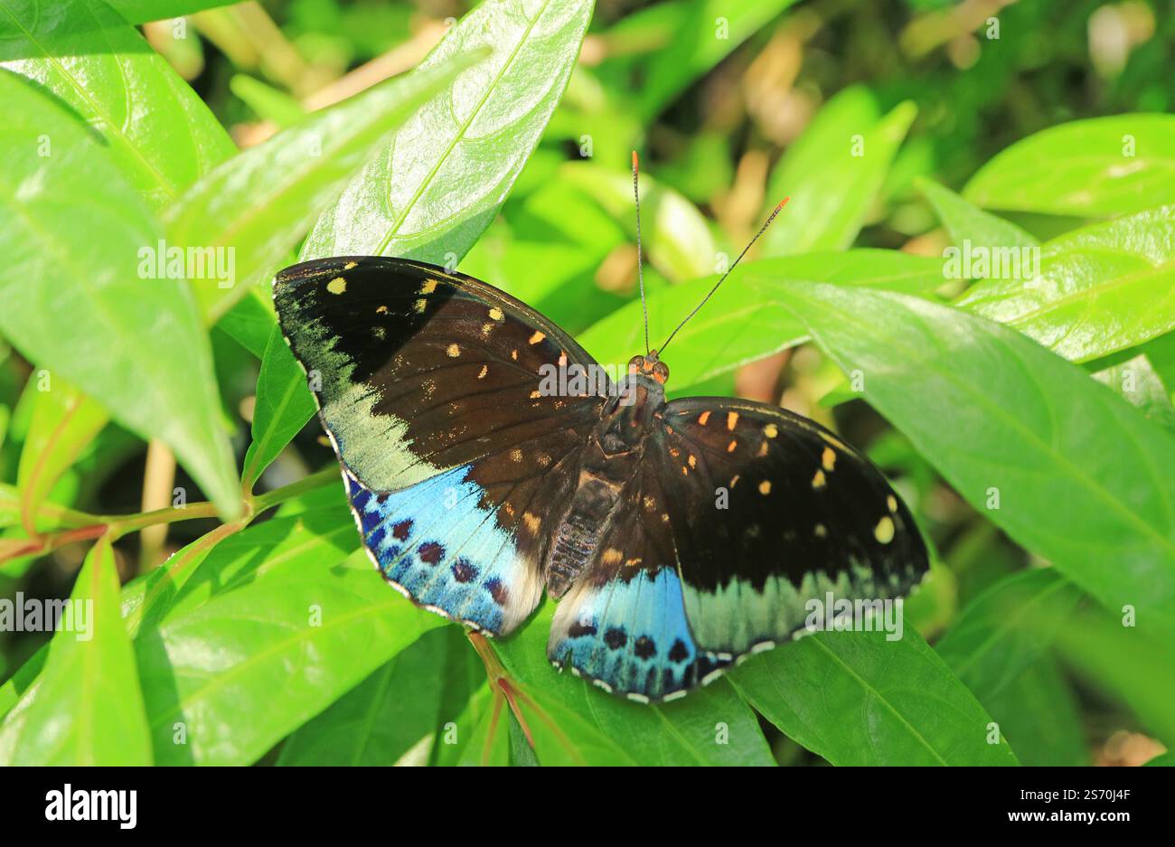 Atemberaubende Lexias pardalis oder gemeiner Erzherzog auf lebendigem grünen Laub Stockfoto