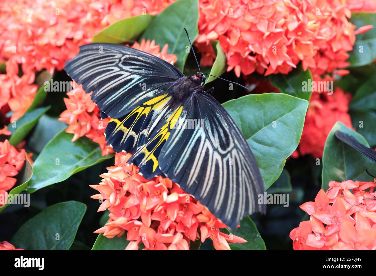 Wunderschöne Troides Helena oder Common Birdwing sammeln Nectar auf Coral Red Blooming Ixora Stockfoto