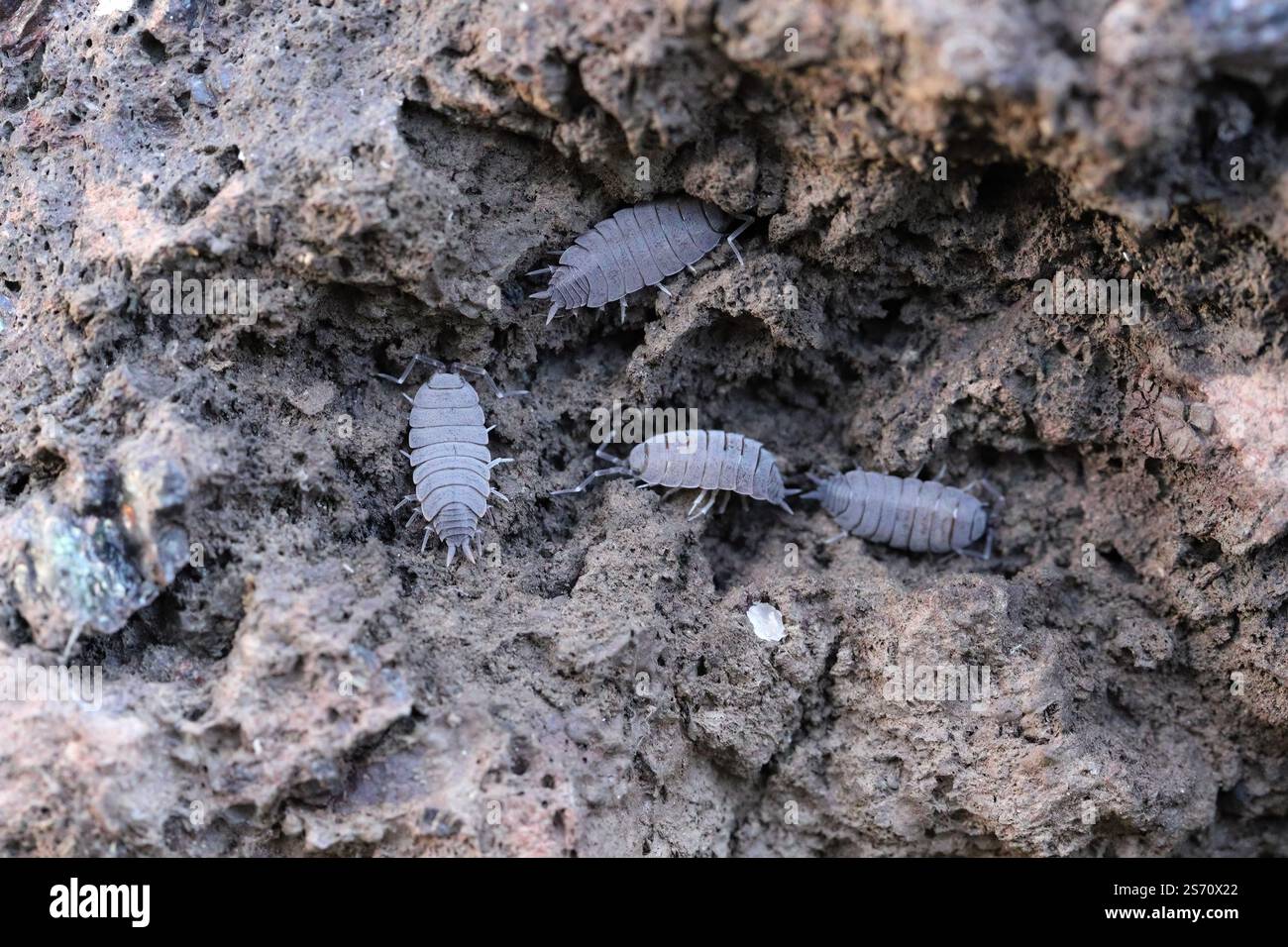 Pulver Blauer Isopod, Porcellionides pruinosus unter einem Stein gefunden. Stockfoto
