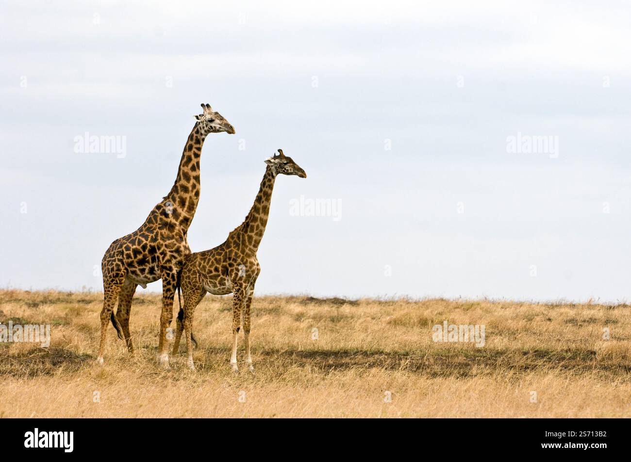 Paarungspaar von Maasai-Giraffen (Giraffa camelopardalis tippelskirchii) in der Savanne von Maasai Mara, Kenia. Stockfoto
