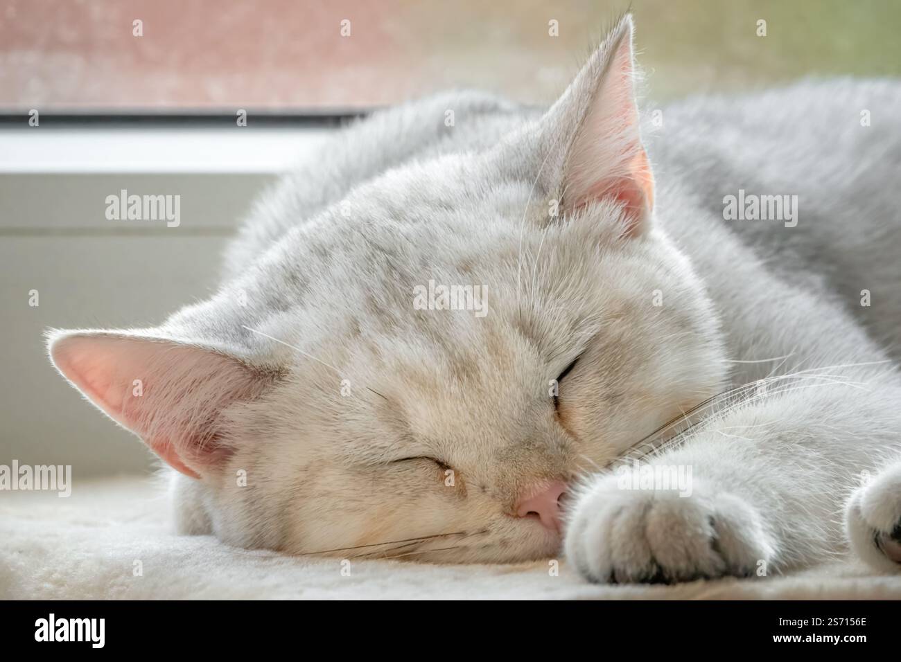 Schlafende junge britische Kurzhaarkatze Stockfoto