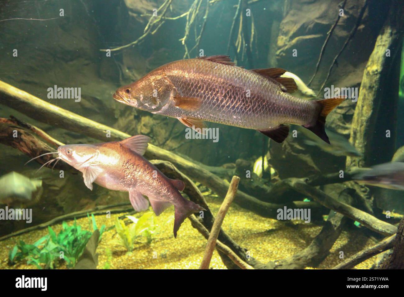 Zwei Fische, ein brauner und ein weißer, schwimmen in einem Becken. Der braune Fisch ist größer als der weiße Fisch und er ist der dominierende Fisch im Becken Stockfoto