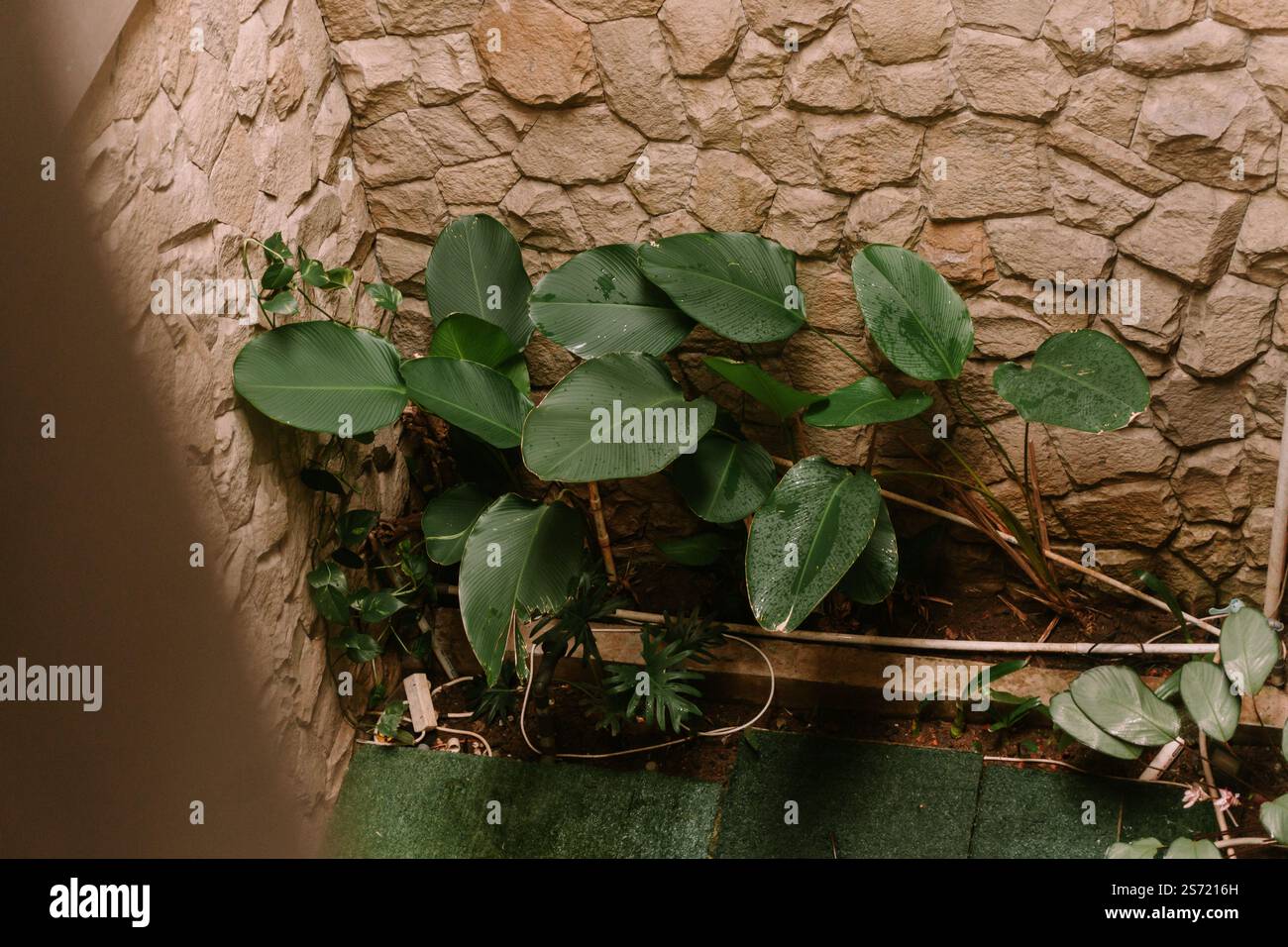Leuchtend grüne Blätter blühen an einer Steinmauer und schaffen eine natürliche und erfrischende Szene. Stockfoto