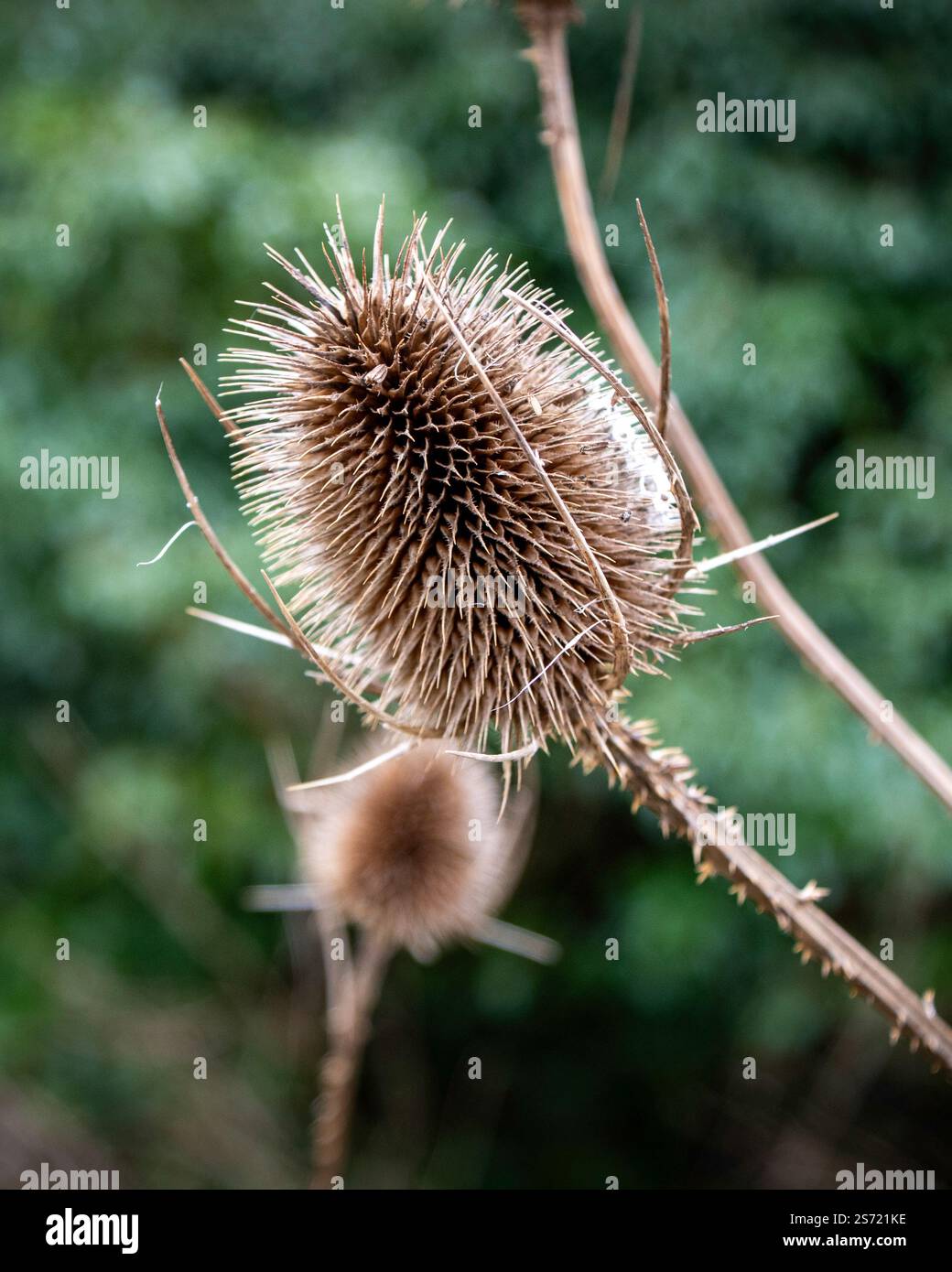 Distel-Kopf Stockfoto