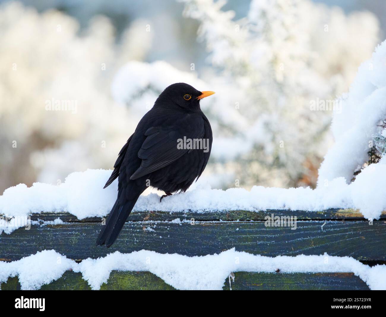 Männliche Amsel (Turdus merula) im Schnee, Scottish Highlands, UK Stockfoto
