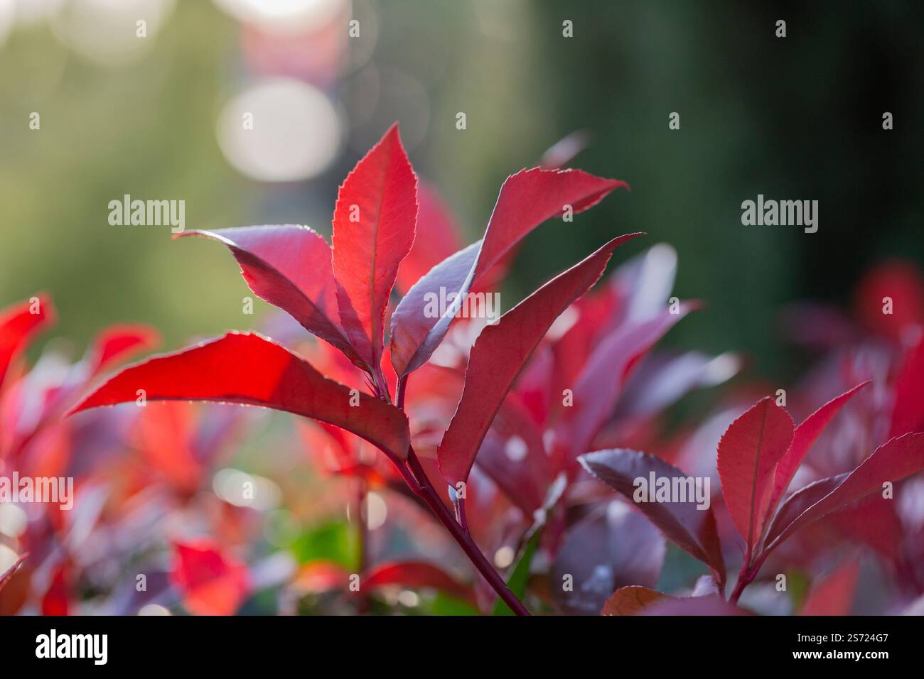Rote Blätter auf einem Busch im Garten auf einem verschwommenen Hintergrund in den Sonnenstrahlen. Eine Photinia fraseri Rote robin Strauchblätter. Flammenbuchse, Stockfoto