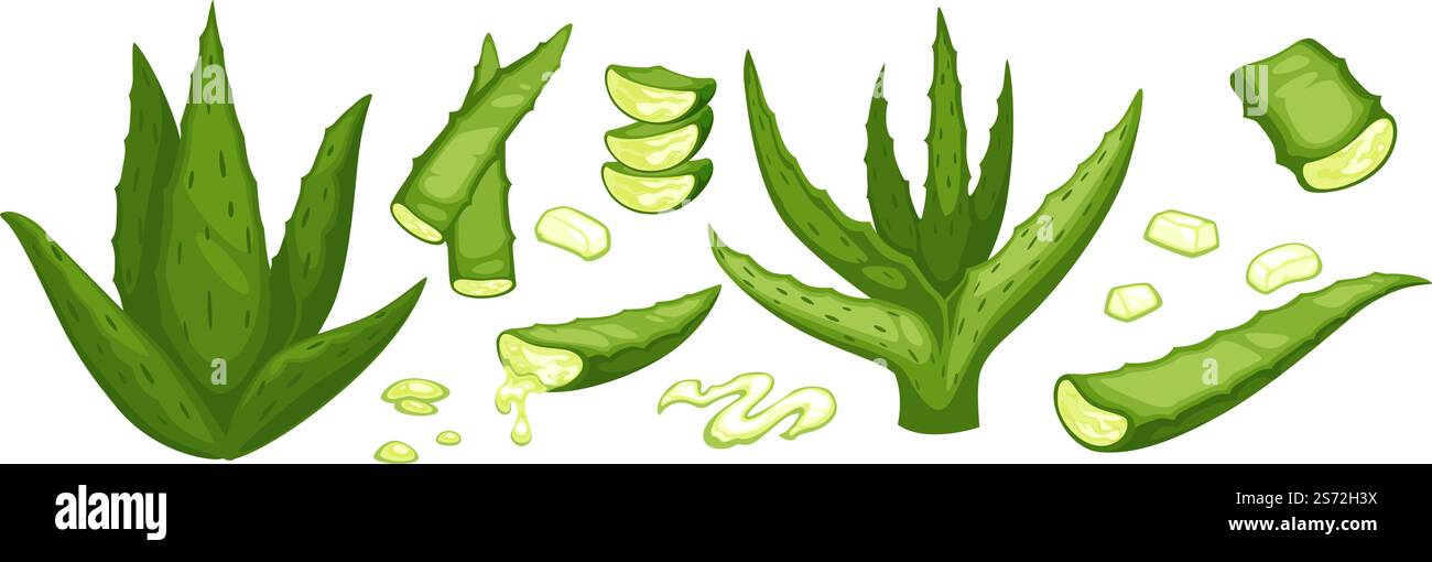 Medizinische Aloe Vera Pflanzenblätter mit Dornen, isoliertes Laub mit Gel verwendet in der Medizin und Kosmetik für Haut und Schönheit. Natur und Bio-Zutaten, Kräuter und Botanik. Vektor in abgewickelter Form. Aloe Vera Blätter, Gel von Pflanze für Gesundheit Vektor Stock Vektor