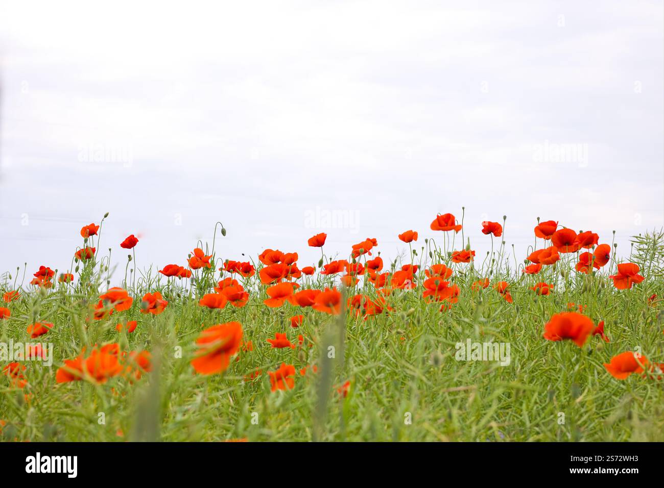 Rote Mohnblumen blühen über ein Feld, jede Blüte trägt zu einer satten, warmen Szene mit lebendigen Farben bei. Die sanft wiegenden Blütenblätter fangen das Wesen eines ein Stockfoto