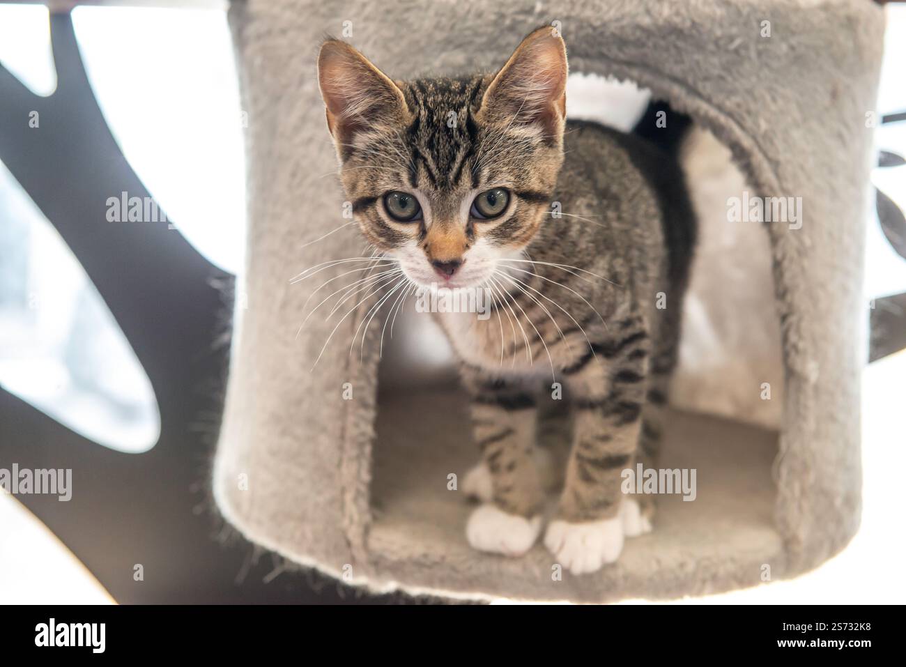 Süße Kätzchen Stockfoto