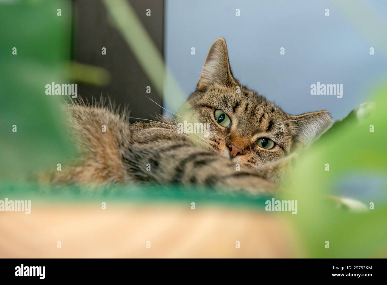 Süße Kätzchen Stockfoto