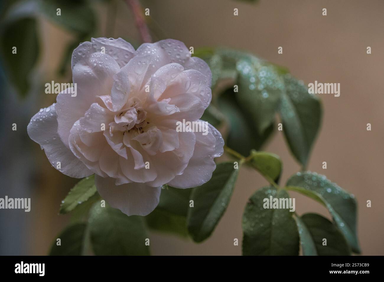 Blassrosa Banksiae Rosenblüte mit Tropfen Stockfoto