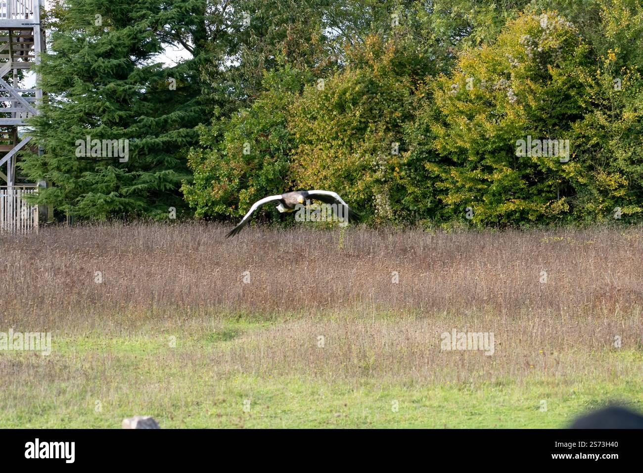 Nahaufnahme eines Stellar-Seeadlers (Weißschulteradler, Pazifischer Seeadler, Haliaeetus pelagicus) im Flug Stockfoto