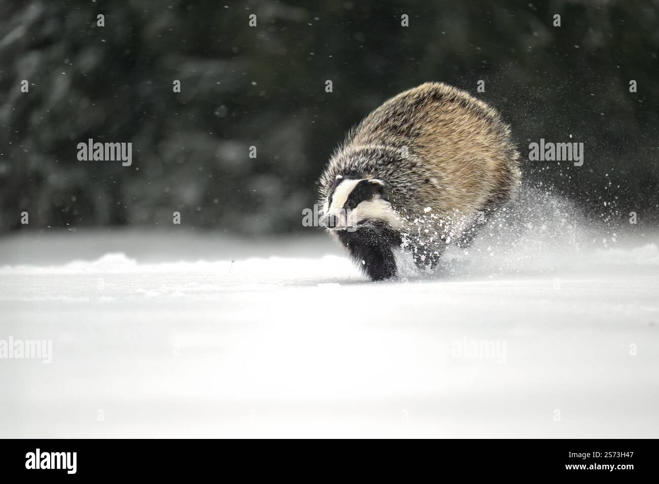 Europäischer Dachs läuft auf einer schneebedeckten Rodung am Waldrand Stockfoto