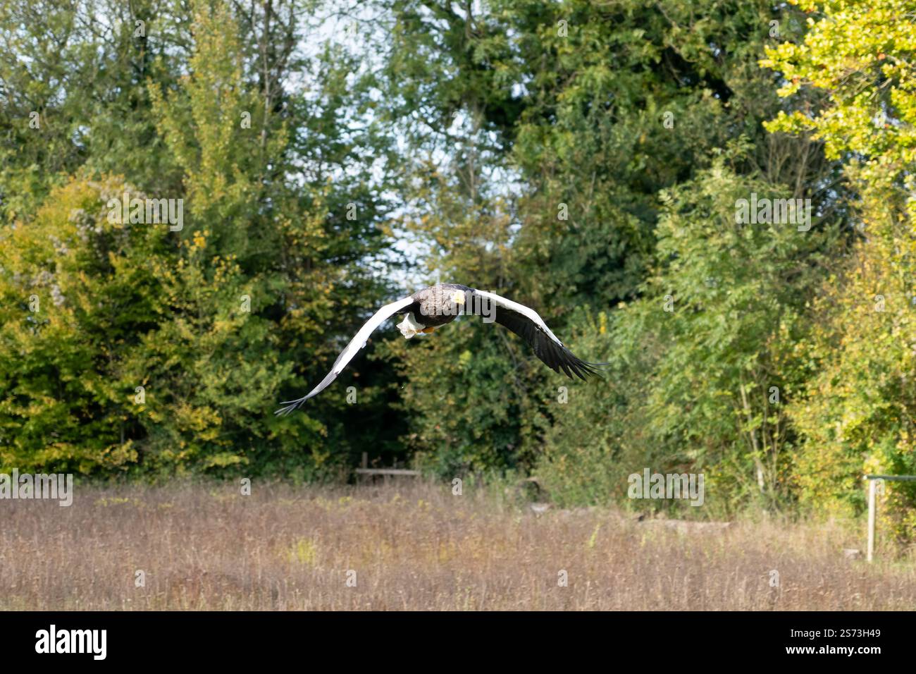 Nahaufnahme eines Stellar-Seeadlers (Weißschulteradler, Pazifischer Seeadler, Haliaeetus pelagicus) im Flug Stockfoto