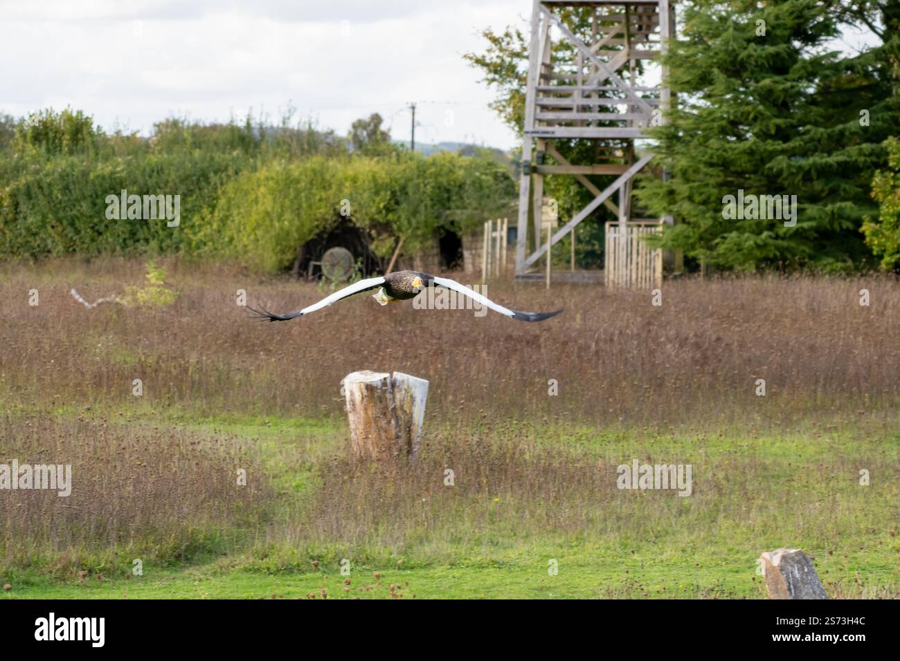 Nahaufnahme eines Stellar-Seeadlers (Weißschulteradler, Pazifischer Seeadler, Haliaeetus pelagicus) im Flug Stockfoto