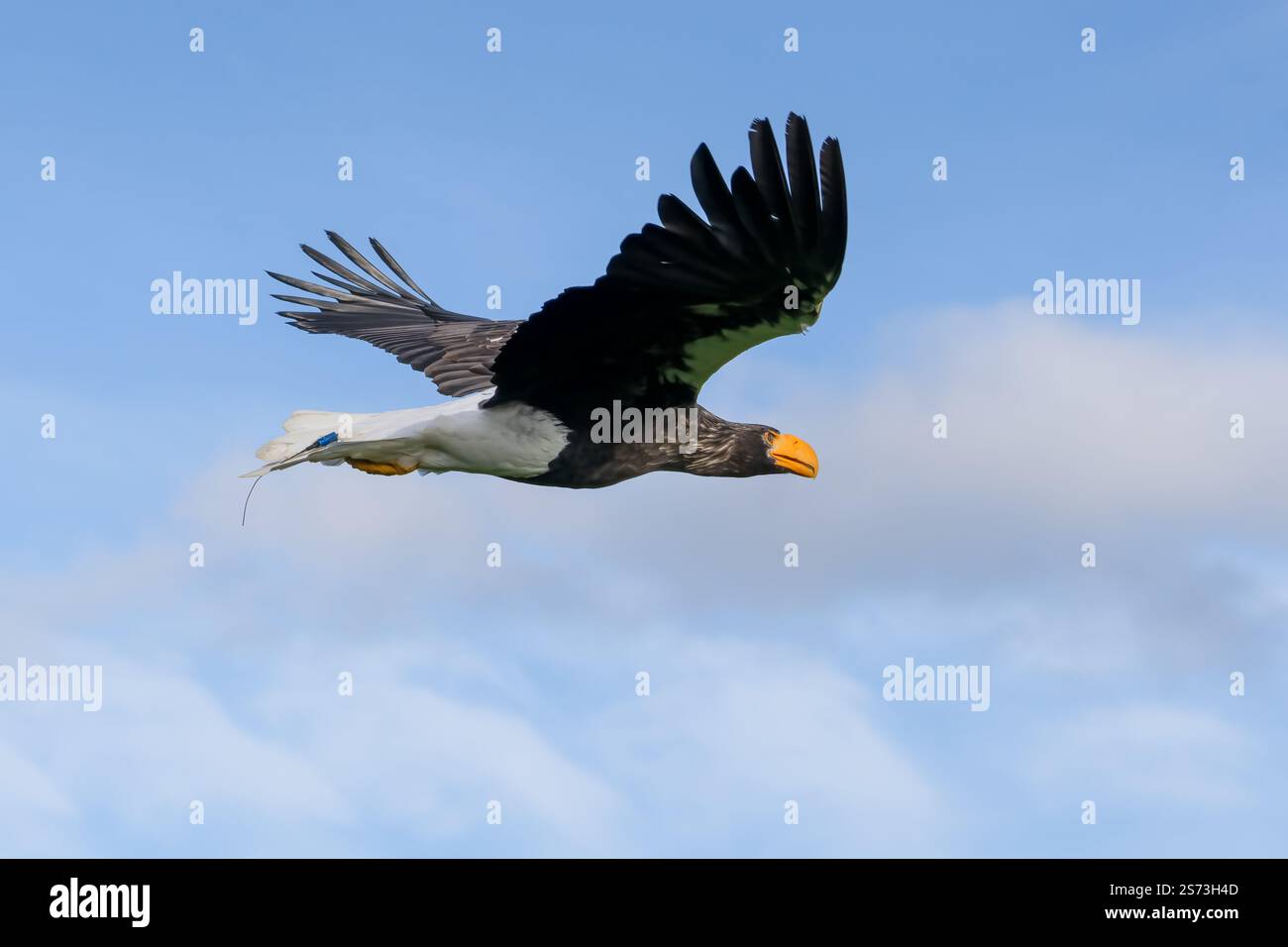 Nahaufnahme eines Stellar-Seeadlers (Weißschulteradler, Pazifischer Seeadler, Haliaeetus pelagicus) im Flug Stockfoto