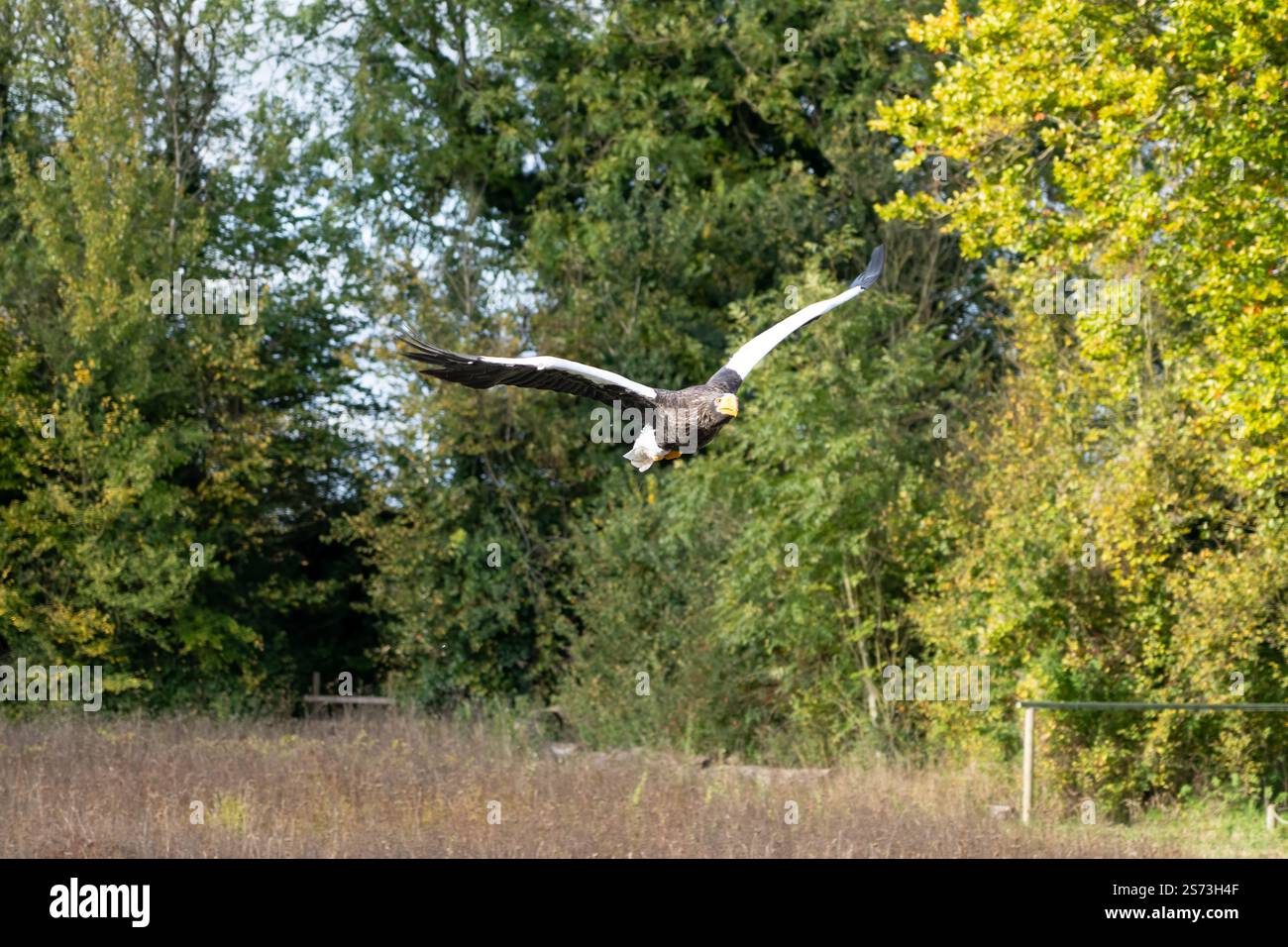 Nahaufnahme eines Stellar-Seeadlers (Weißschulteradler, Pazifischer Seeadler, Haliaeetus pelagicus) im Flug Stockfoto