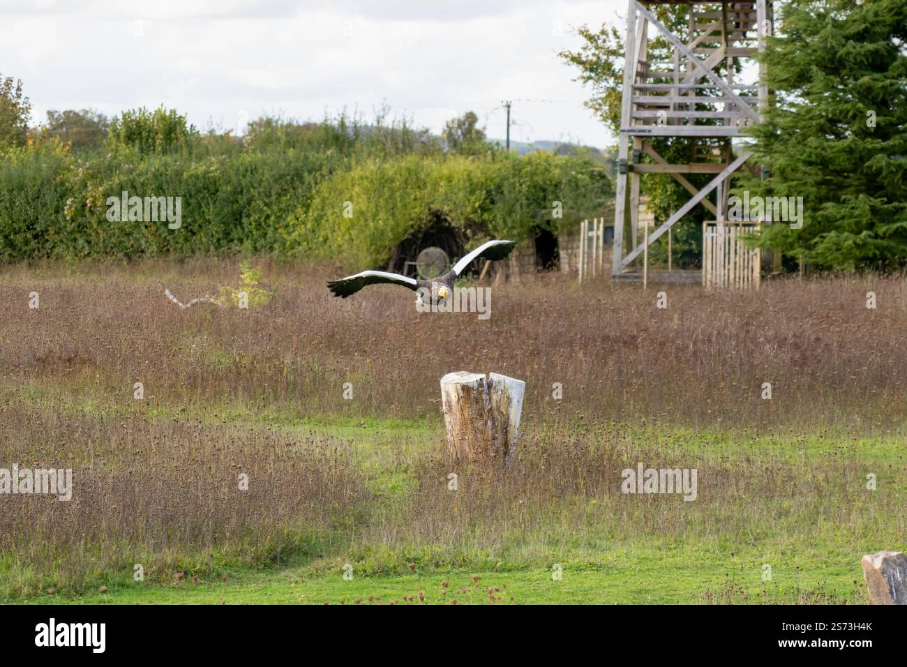 Nahaufnahme eines Stellar-Seeadlers (Weißschulteradler, Pazifischer Seeadler, Haliaeetus pelagicus) im Flug Stockfoto