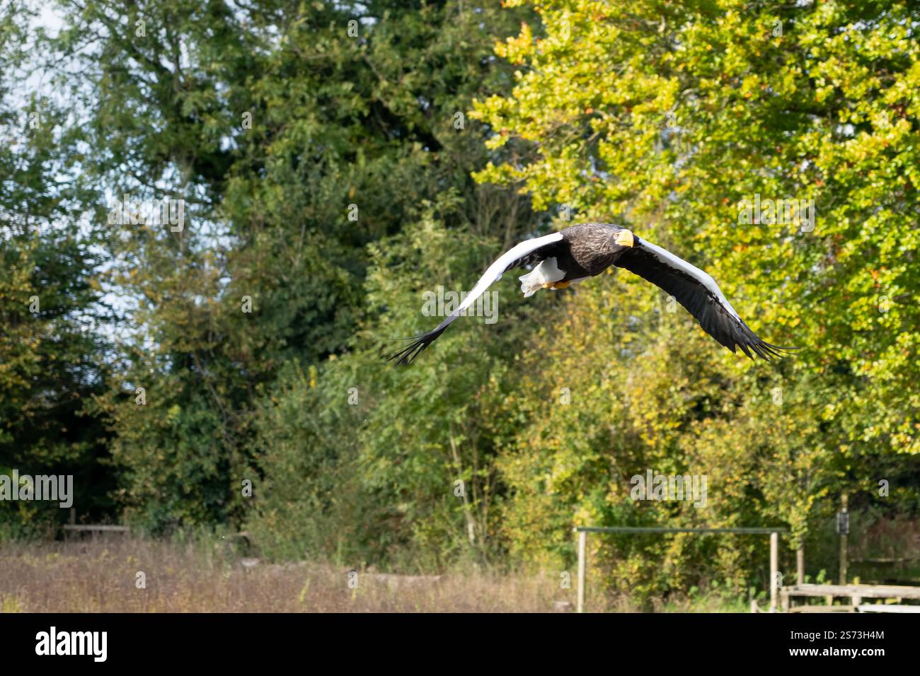Nahaufnahme eines Stellar-Seeadlers (Weißschulteradler, Pazifischer Seeadler, Haliaeetus pelagicus) im Flug Stockfoto