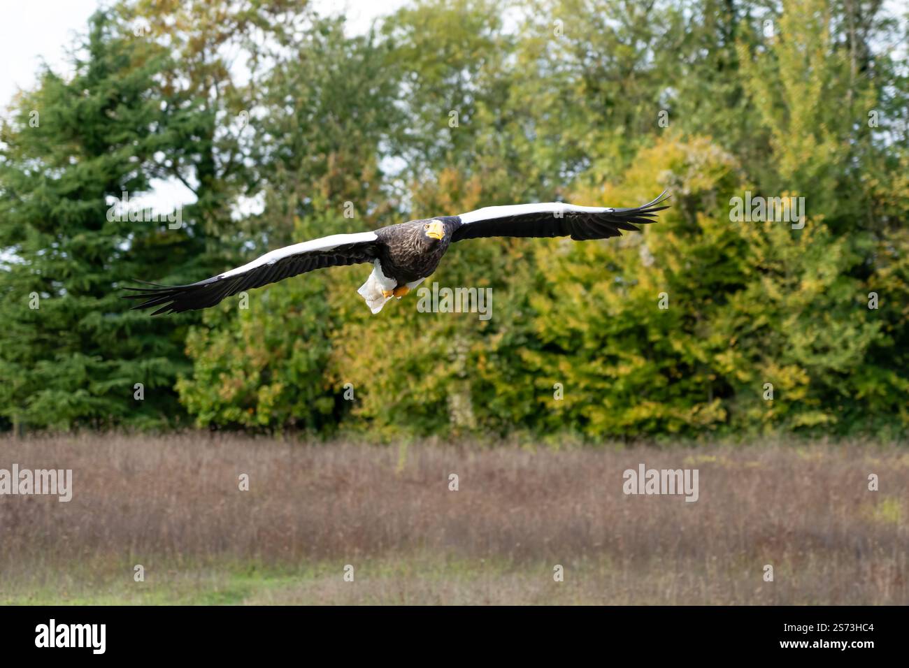 Nahaufnahme eines Stellar-Seeadlers (Weißschulteradler, Pazifischer Seeadler, Haliaeetus pelagicus) im Flug Stockfoto