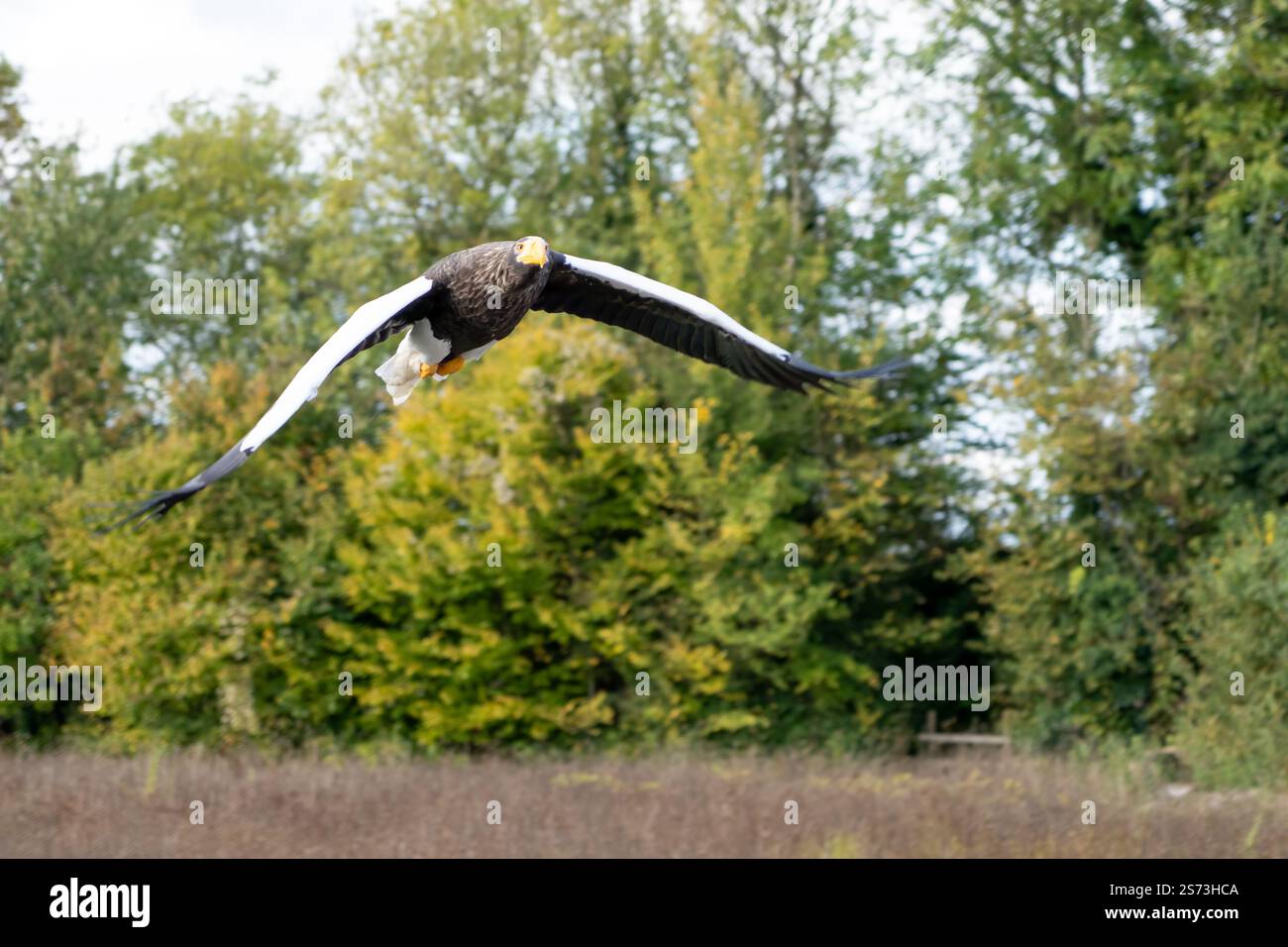 Nahaufnahme eines Stellar-Seeadlers (Weißschulteradler, Pazifischer Seeadler, Haliaeetus pelagicus) im Flug Stockfoto