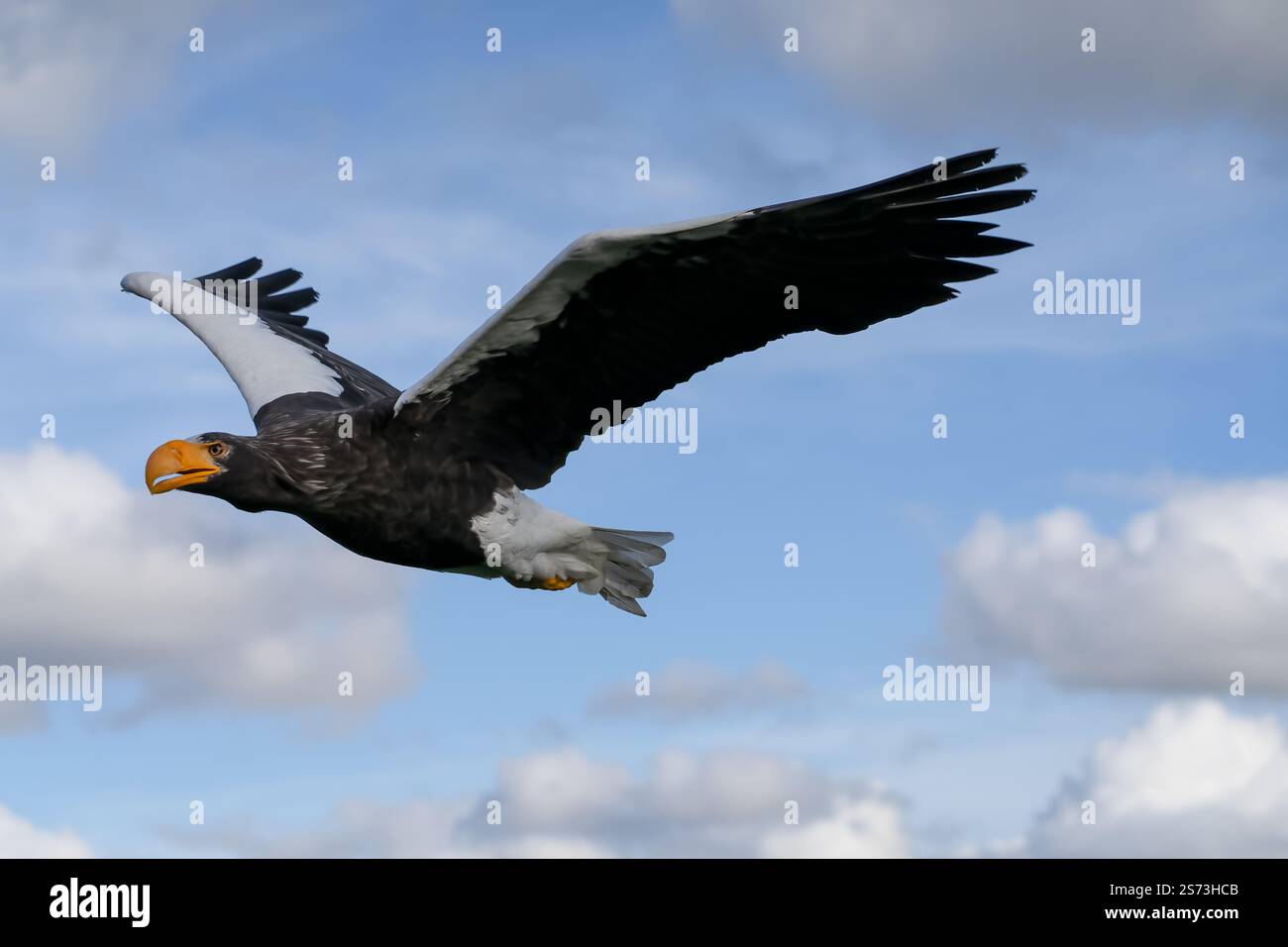 Nahaufnahme eines Stellar-Seeadlers (Weißschulteradler, Pazifischer Seeadler, Haliaeetus pelagicus) im Flug Stockfoto