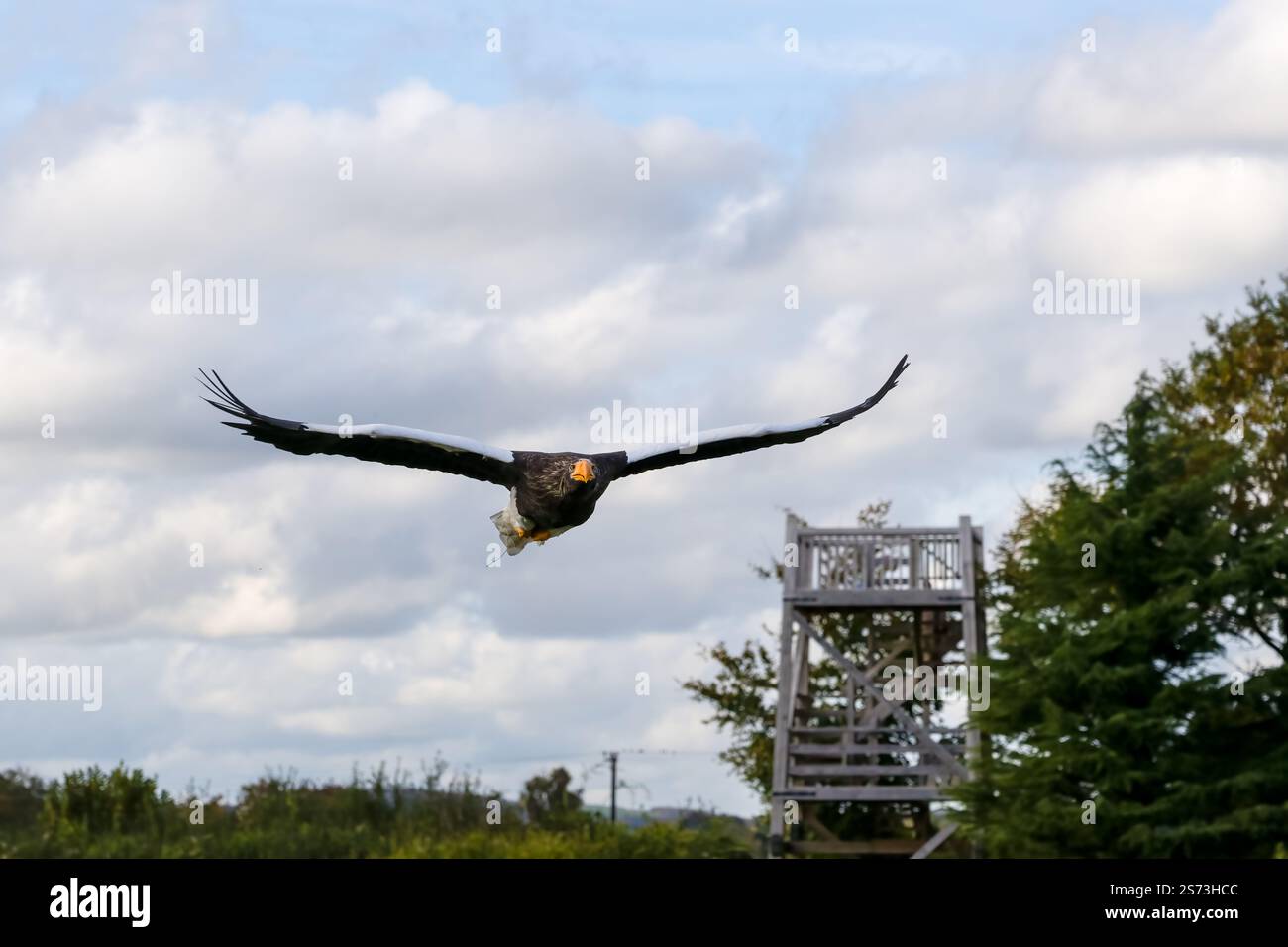 Nahaufnahme eines Stellar-Seeadlers (Weißschulteradler, Pazifischer Seeadler, Haliaeetus pelagicus) im Flug Stockfoto