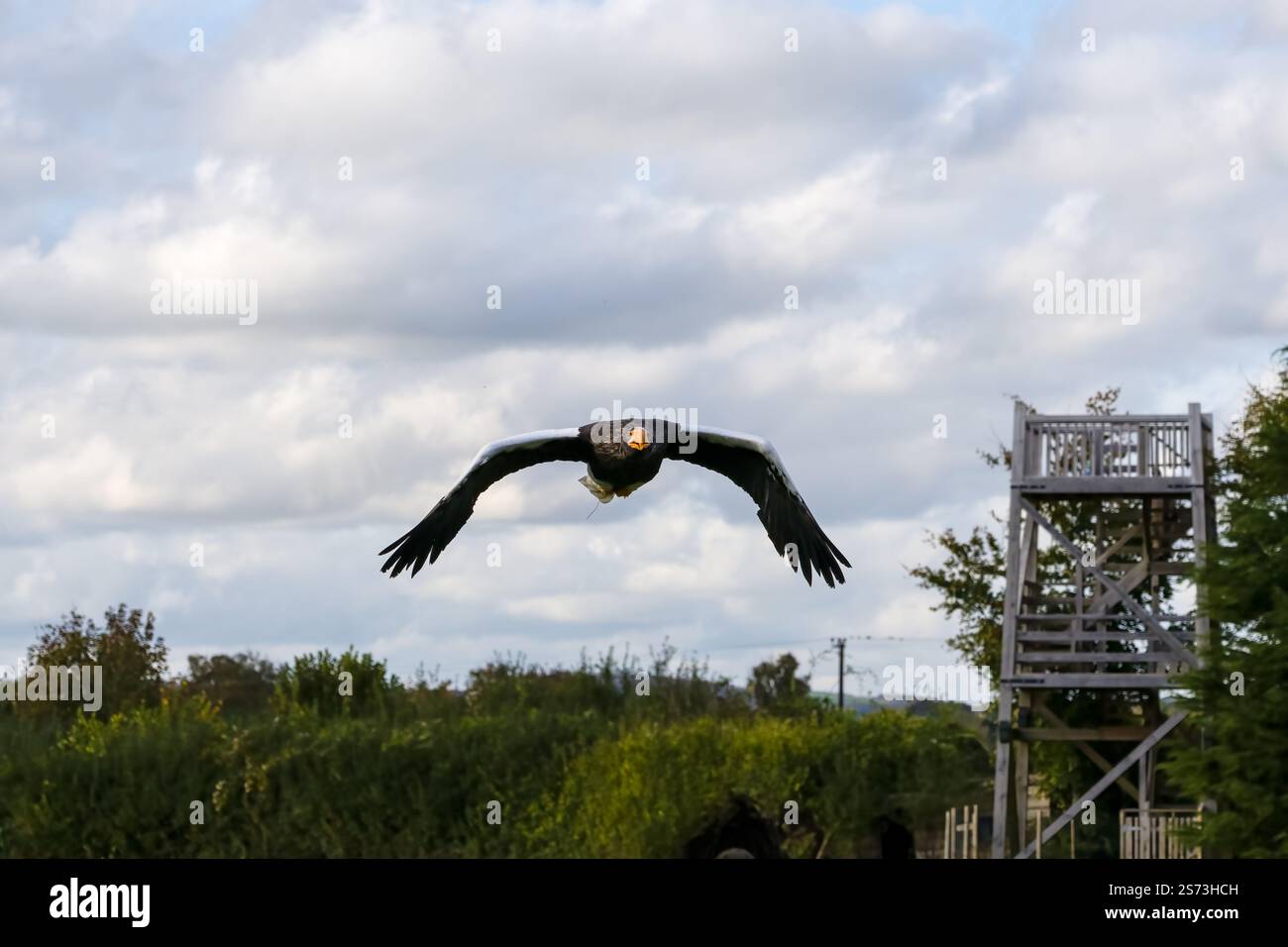 Nahaufnahme eines Stellar-Seeadlers (Weißschulteradler, Pazifischer Seeadler, Haliaeetus pelagicus) im Flug Stockfoto