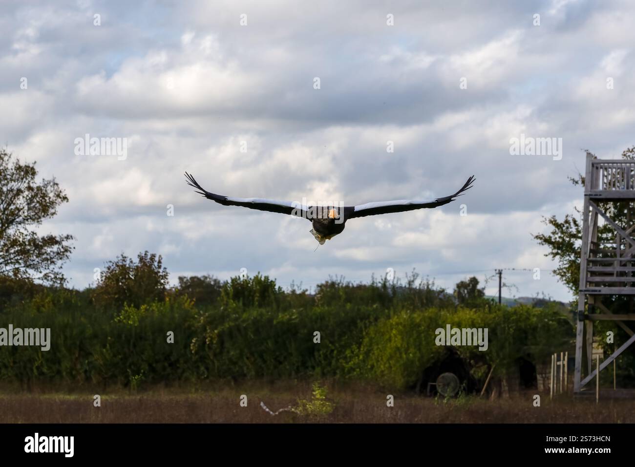 Nahaufnahme eines Stellar-Seeadlers (Weißschulteradler, Pazifischer Seeadler, Haliaeetus pelagicus) im Flug Stockfoto