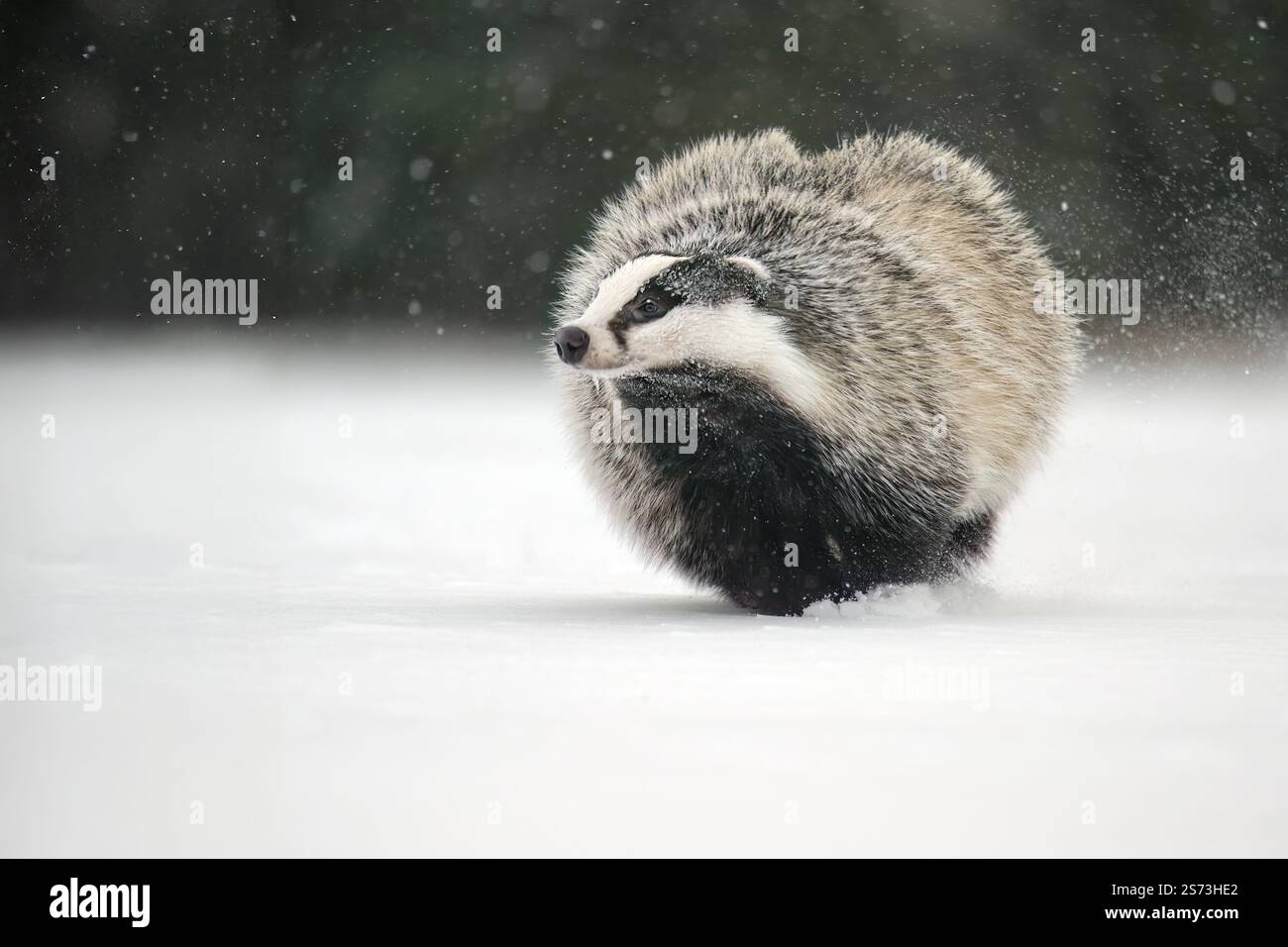 Europäischer Dachs läuft auf einer schneebedeckten Rodung am Waldrand Stockfoto