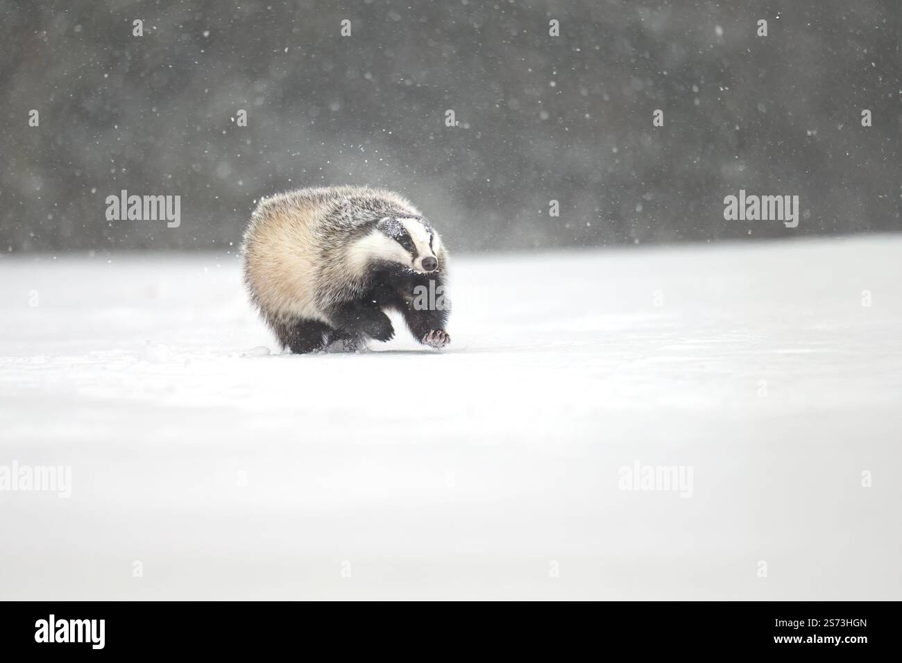 Europäischer Dachs läuft auf einer schneebedeckten Rodung am Waldrand Stockfoto