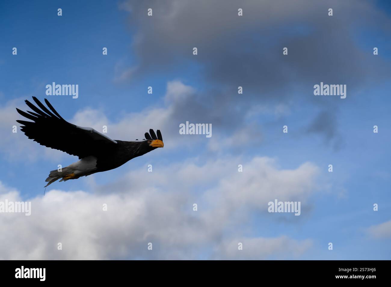 Nahaufnahme eines Stellar-Seeadlers (Weißschulteradler, Pazifischer Seeadler, Haliaeetus pelagicus) im Flug Stockfoto