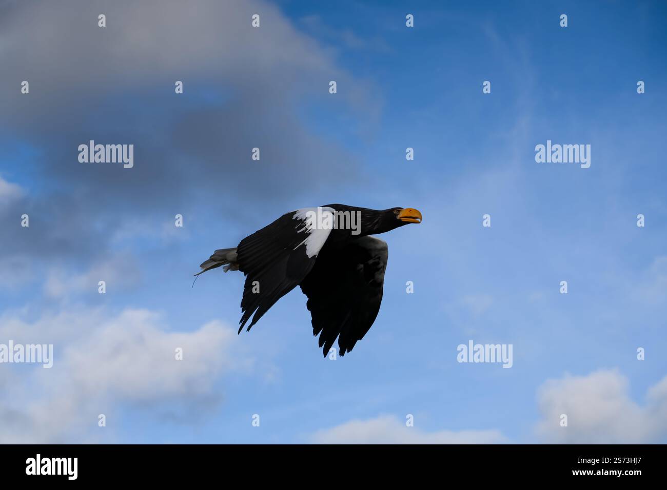 Nahaufnahme eines Stellar-Seeadlers (Weißschulteradler, Pazifischer Seeadler, Haliaeetus pelagicus) im Flug Stockfoto