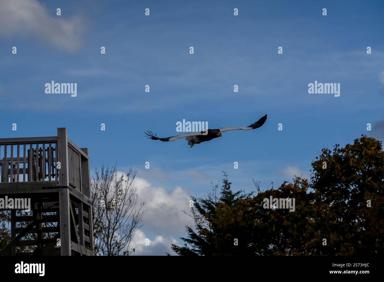 Nahaufnahme eines Stellar-Seeadlers (Weißschulteradler, Pazifischer Seeadler, Haliaeetus pelagicus) im Flug Stockfoto