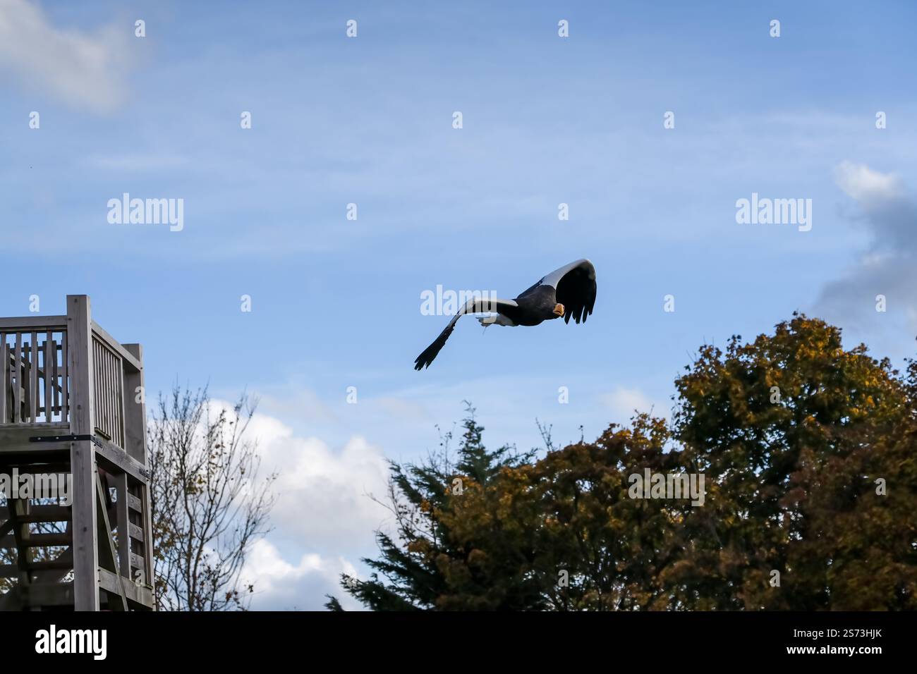 Nahaufnahme eines Stellar-Seeadlers (Weißschulteradler, Pazifischer Seeadler, Haliaeetus pelagicus) im Flug Stockfoto