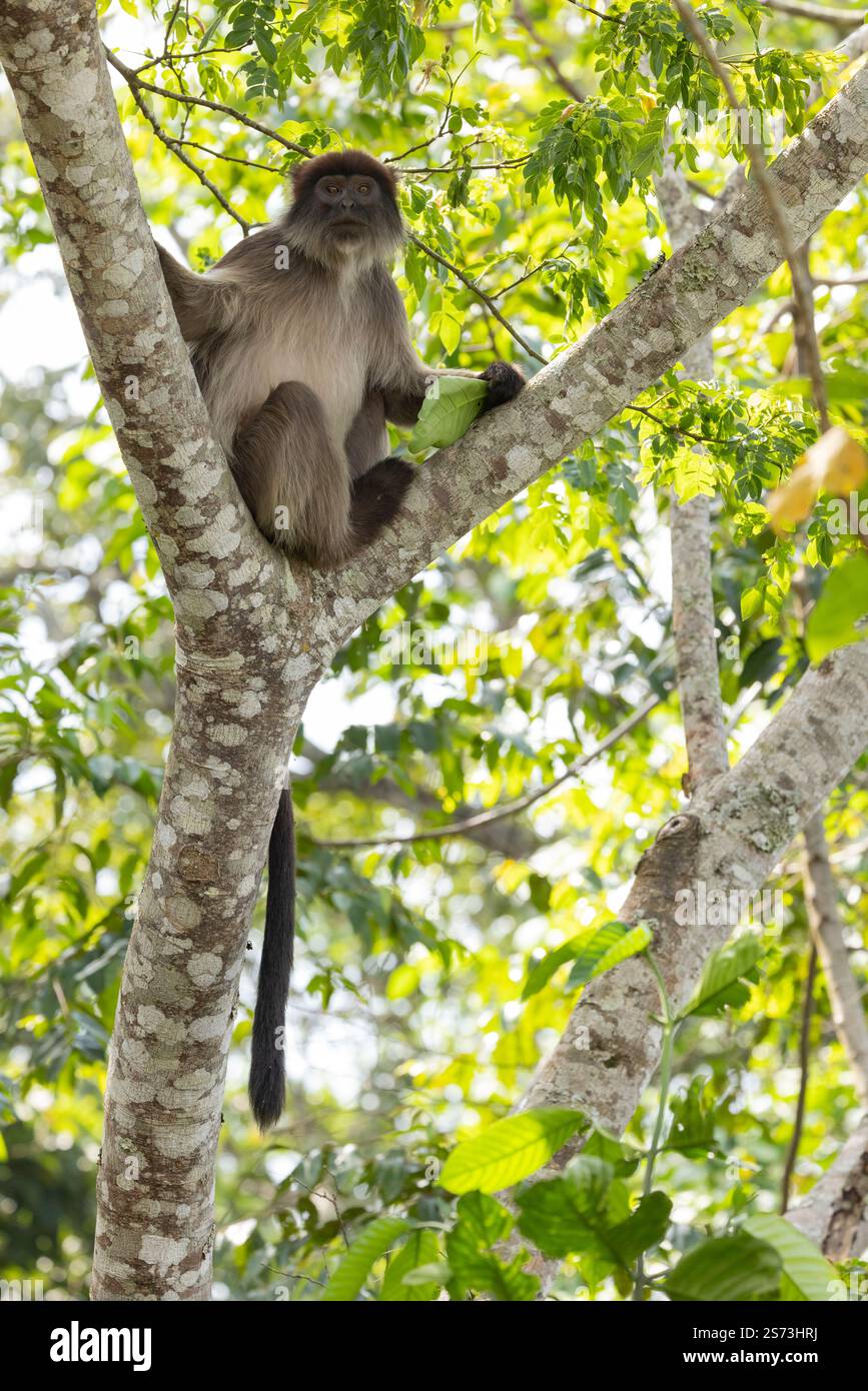 Ugandan Red Colobus Piliocolobus tephrosceles, Erwachsene auf der Suche in Baumkronen, Bigodi Wetland Sanctuary, Uganda, September Stockfoto