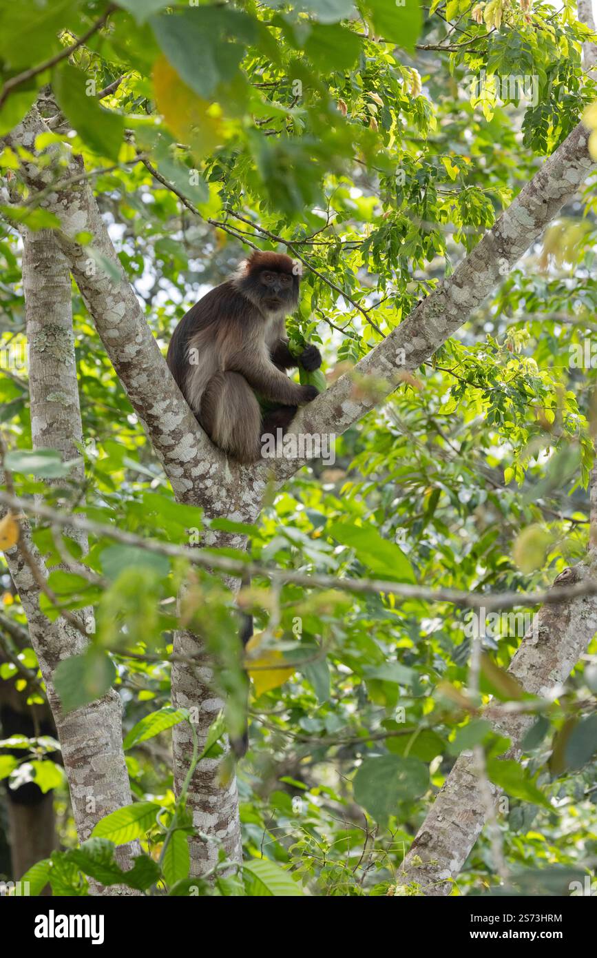 Ugandan Red Colobus Piliocolobus tephrosceles, Erwachsene auf der Suche in Baumkronen, Bigodi Wetland Sanctuary, Uganda, September Stockfoto