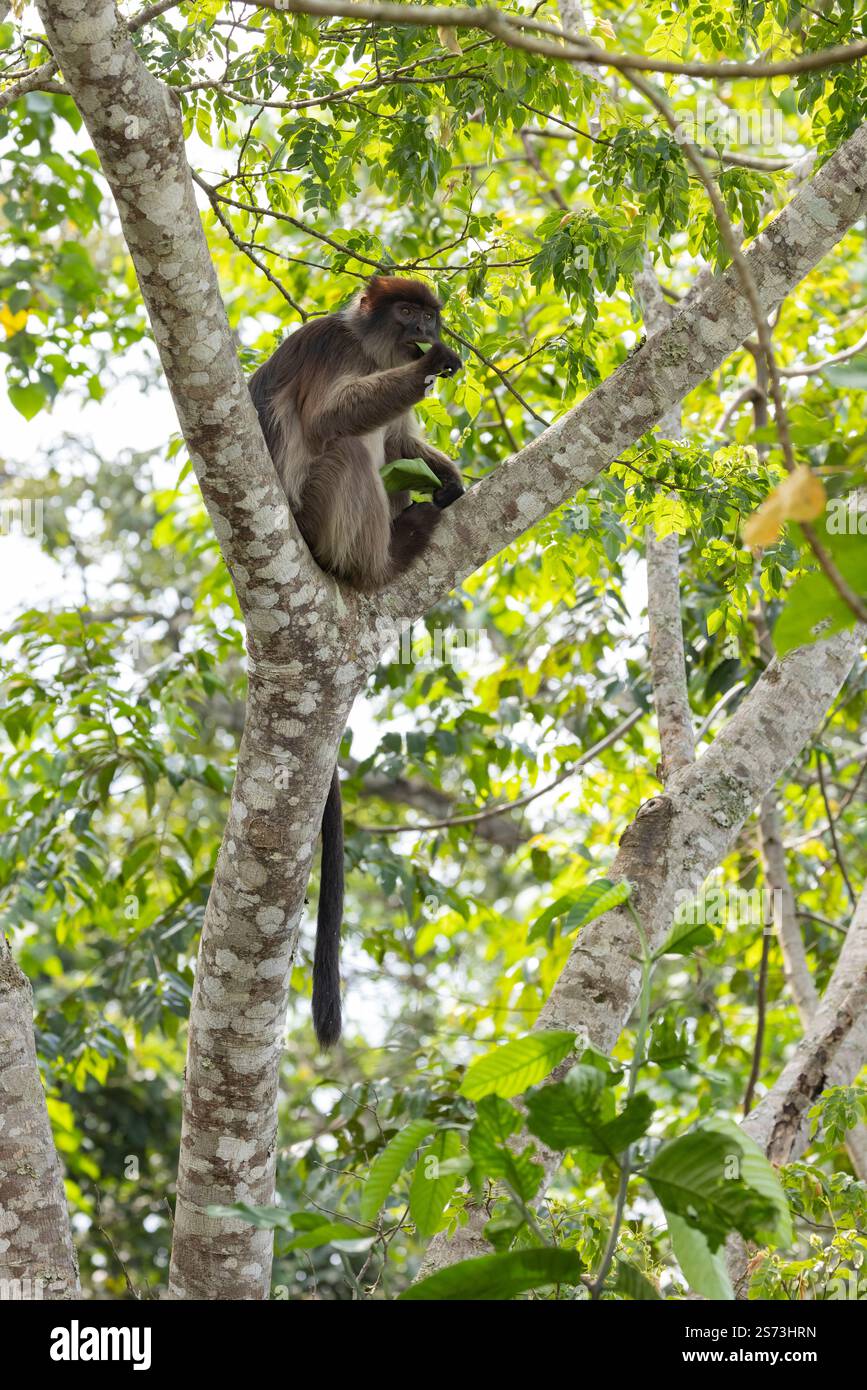 Ugandan Red Colobus Piliocolobus tephrosceles, Erwachsene auf der Suche in Baumkronen, Bigodi Wetland Sanctuary, Uganda, September Stockfoto