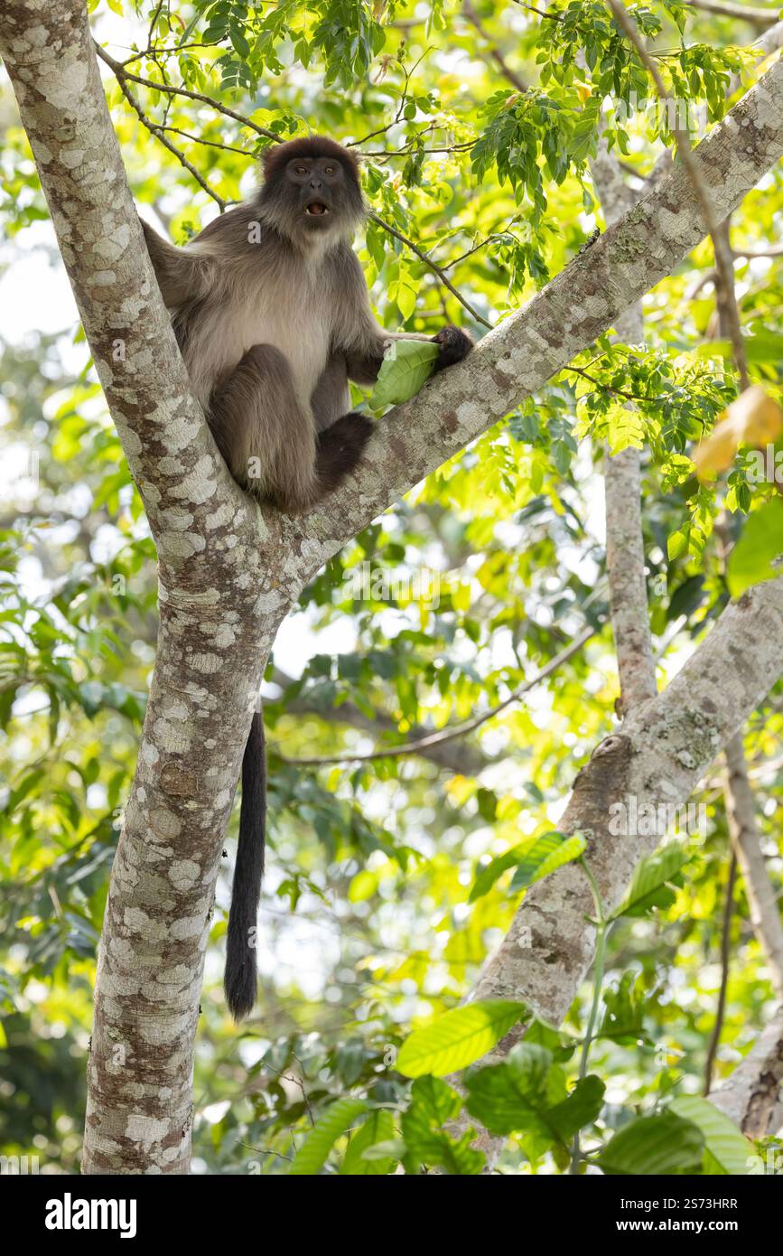 Ugandan Red Colobus Piliocolobus tephrosceles, Erwachsene auf der Suche in Baumkronen, Bigodi Wetland Sanctuary, Uganda, September Stockfoto