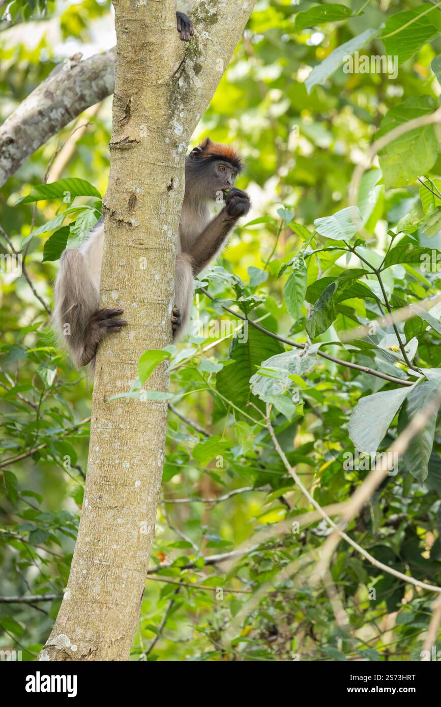 Ugandan Red Colobus Piliocolobus tephrosceles, Erwachsene auf der Suche in Baumkronen, Bigodi Wetland Sanctuary, Uganda, September Stockfoto
