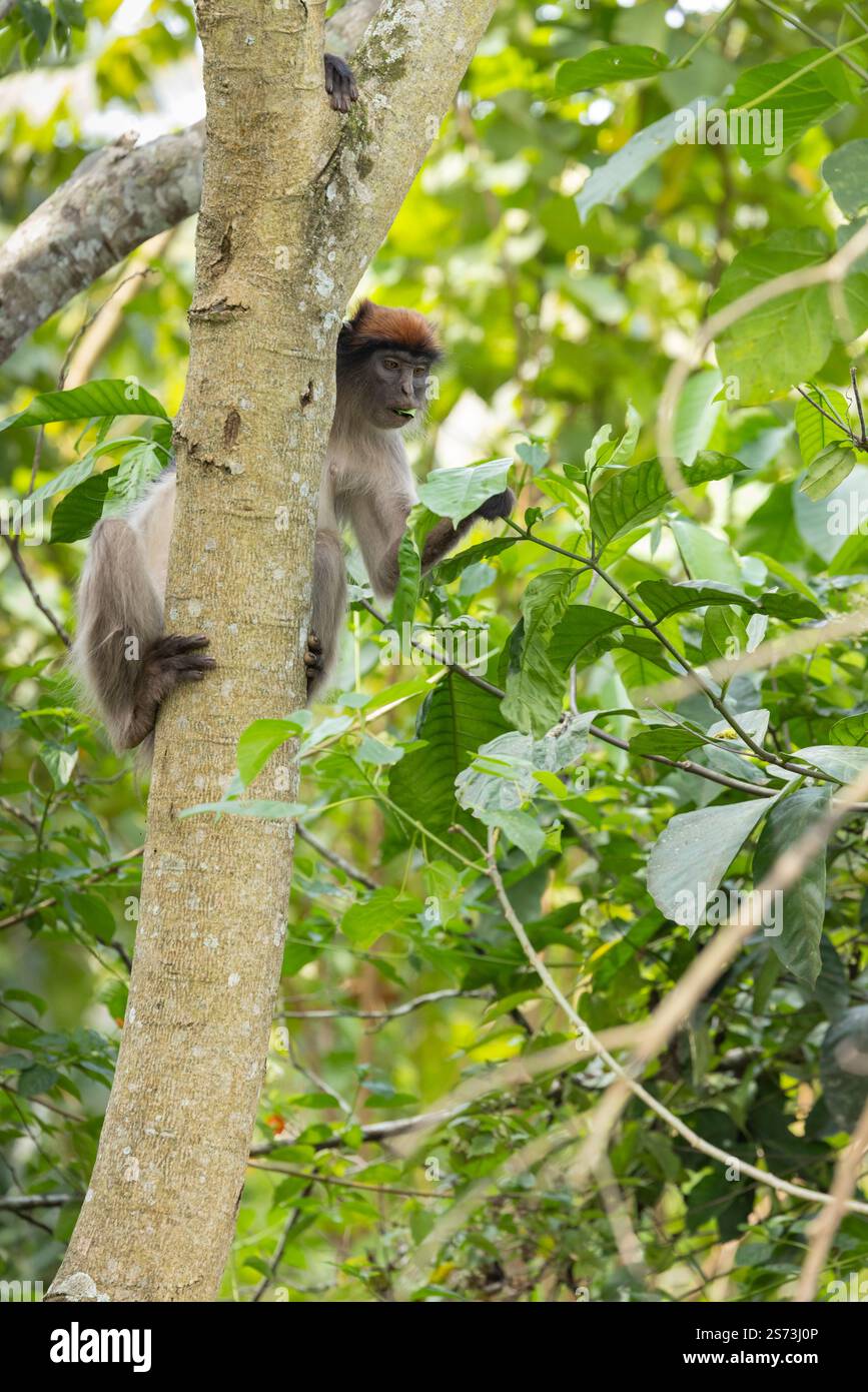 Ugandan Red Colobus Piliocolobus tephrosceles, Erwachsene auf der Suche in Baumkronen, Bigodi Wetland Sanctuary, Uganda, September Stockfoto