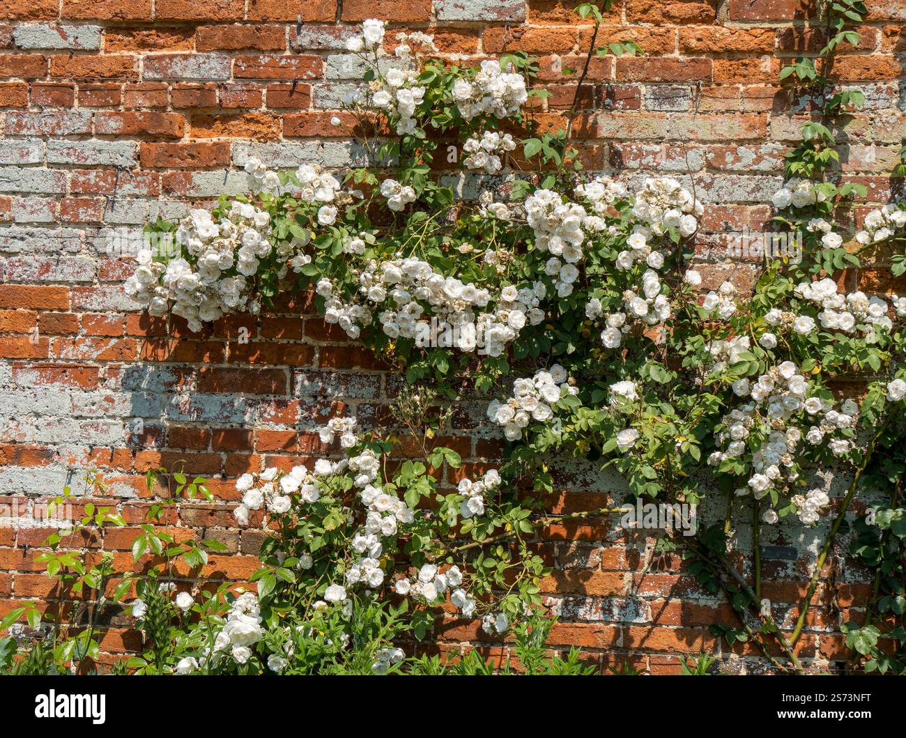 Klettern Sie an einem sonnigen Sommertag im Juni in Lincolnshire, England, an einer roten Backsteinmauer mit weißen Blumen. Stockfoto
