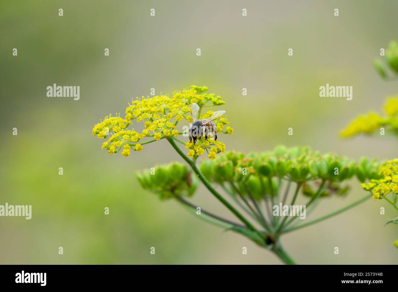 Nahaufnahme einer Honigbiene (APIs mellifera), die sich von Pastinaca sativa ernährt Stockfoto