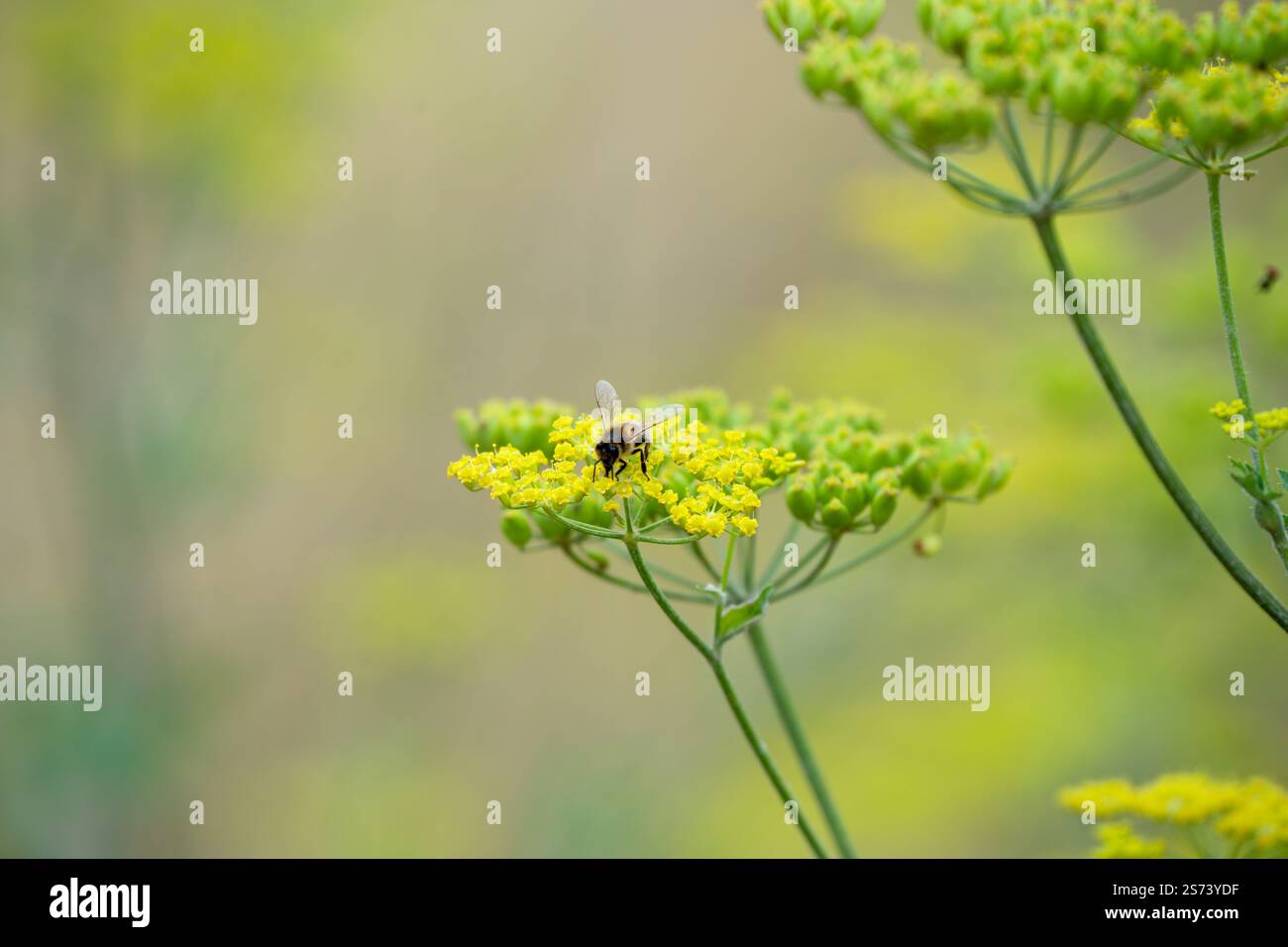 Nahaufnahme einer Honigbiene (APIs mellifera), die sich von Pastinaca sativa ernährt Stockfoto