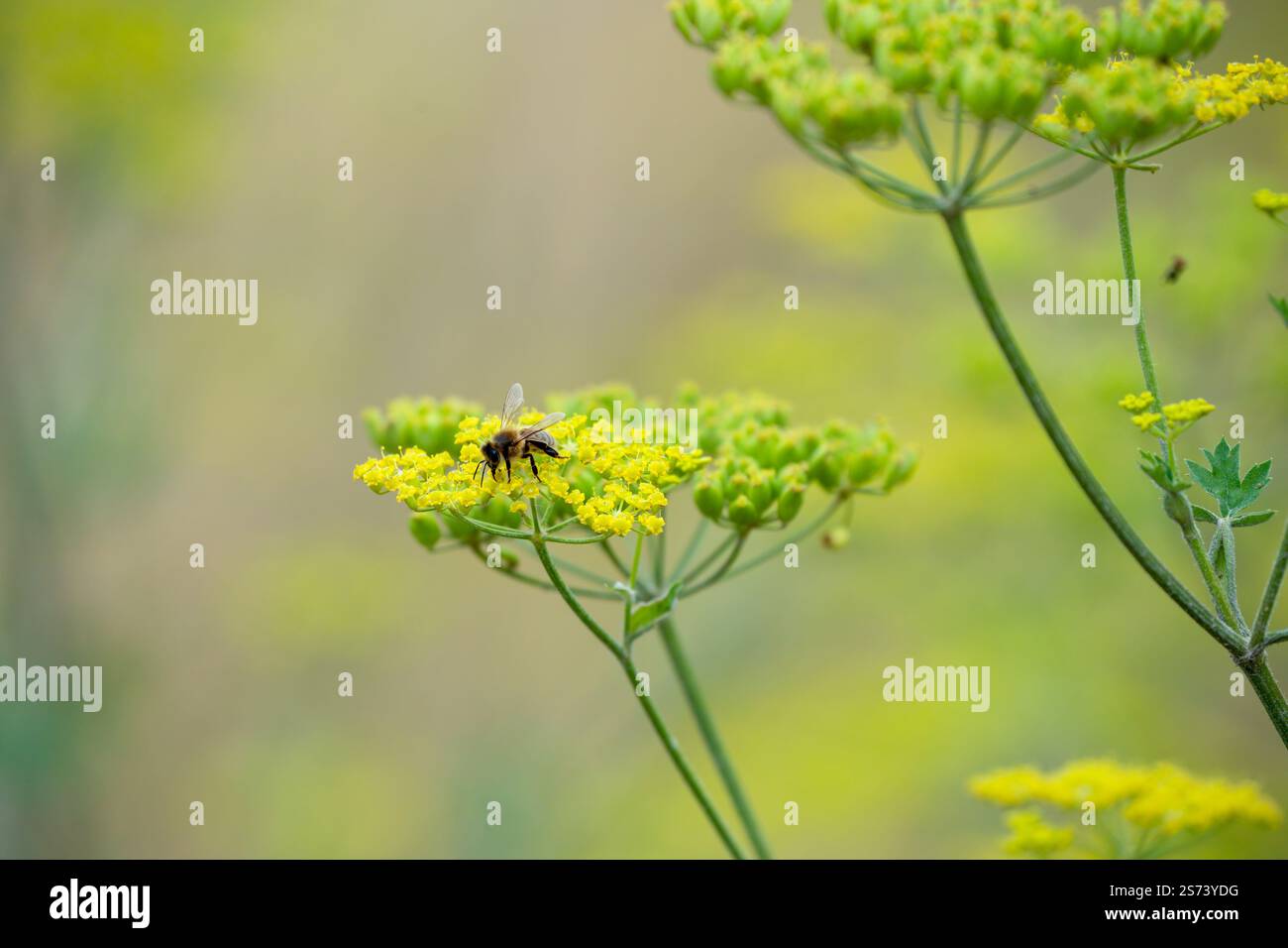 Nahaufnahme einer Honigbiene (APIs mellifera), die sich von Pastinaca sativa ernährt Stockfoto